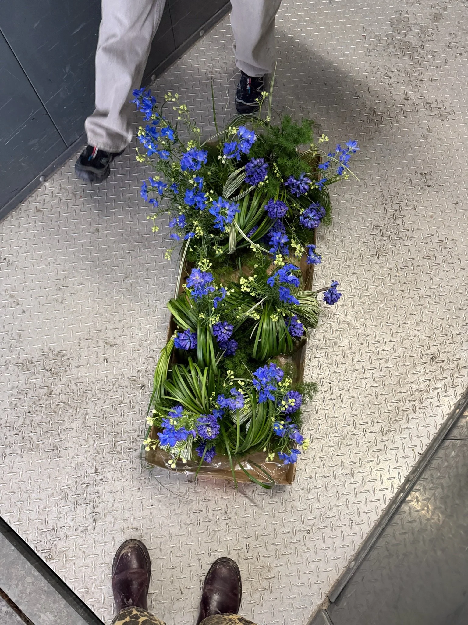 Flori Flora X Producteurs de bleuets sauvages