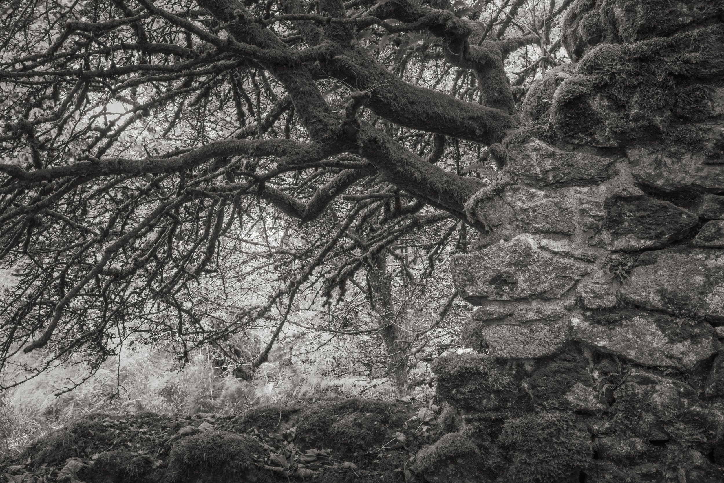 2025 10 Crows Nest Trees-3.jpg