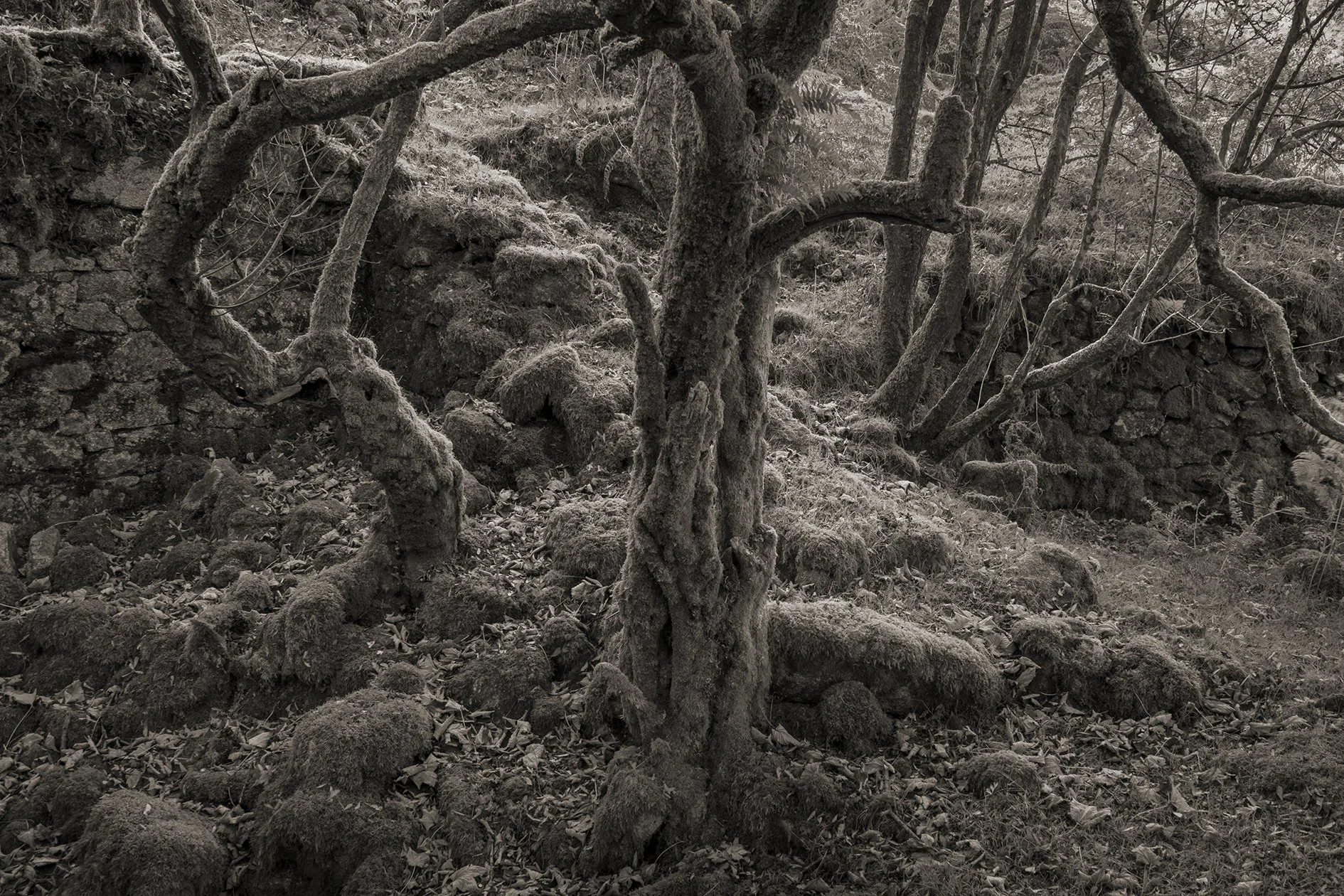 Crow's Nest, Cornwall
October 2025