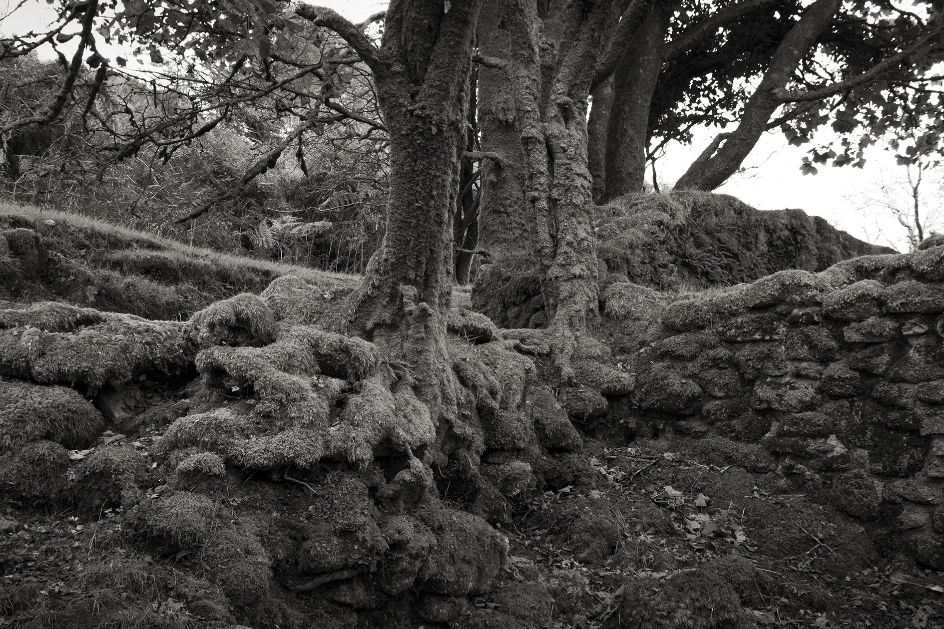 Crow's Nest, Cornwall
October 2025