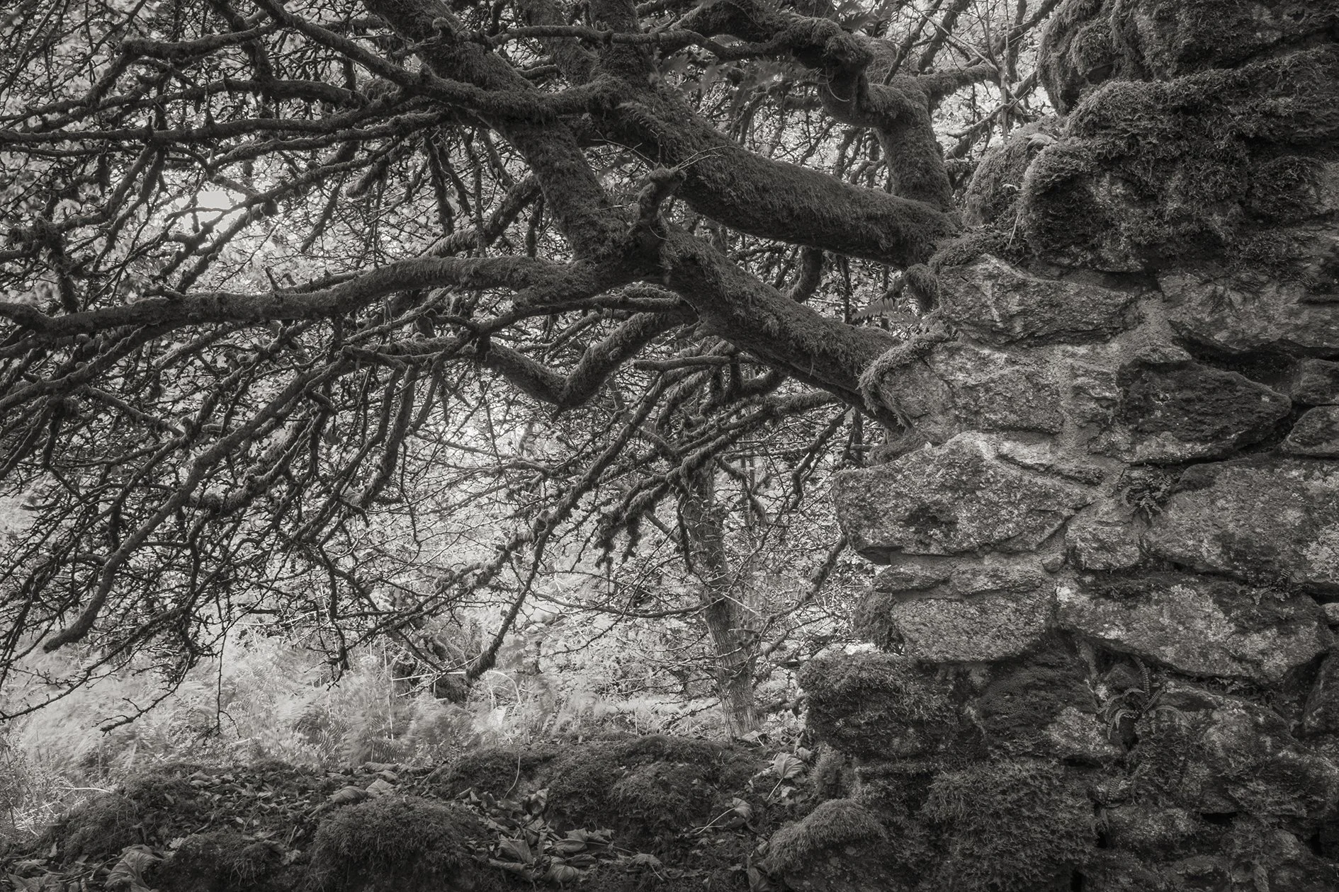 Crow's Nest, Cornwall
October 2025