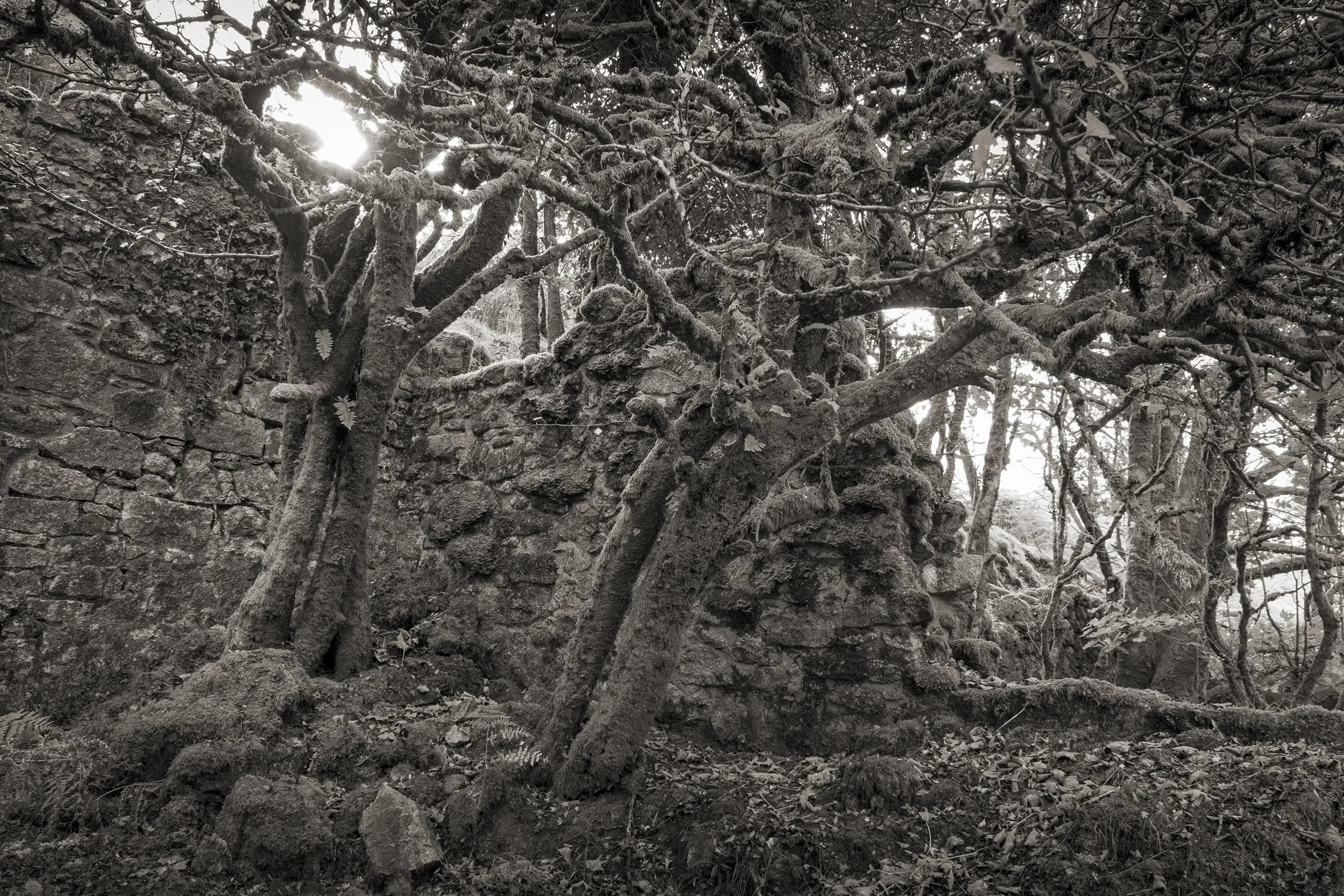Crow's Nest, Cornwall
October 2025