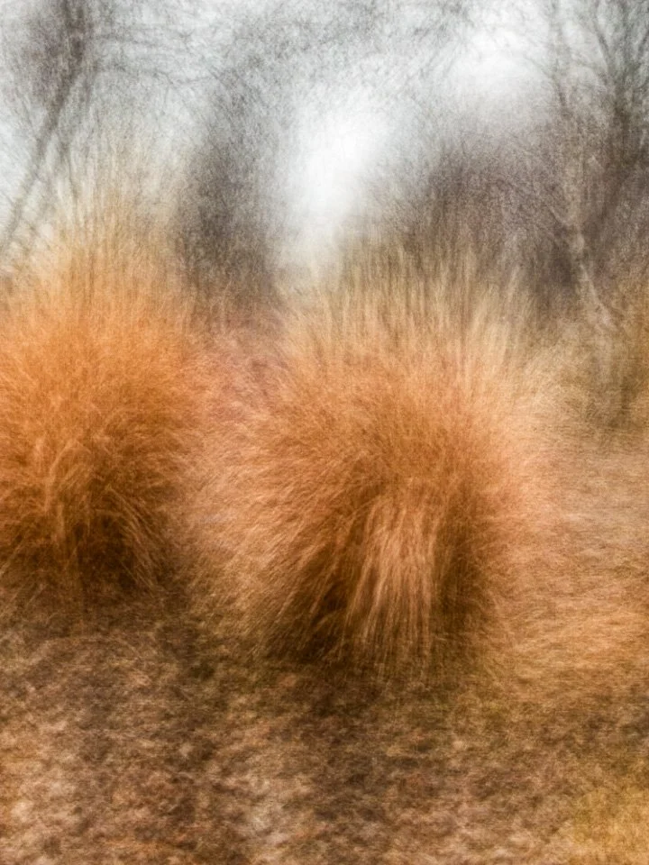 Loring Park in Winter #8.jpg