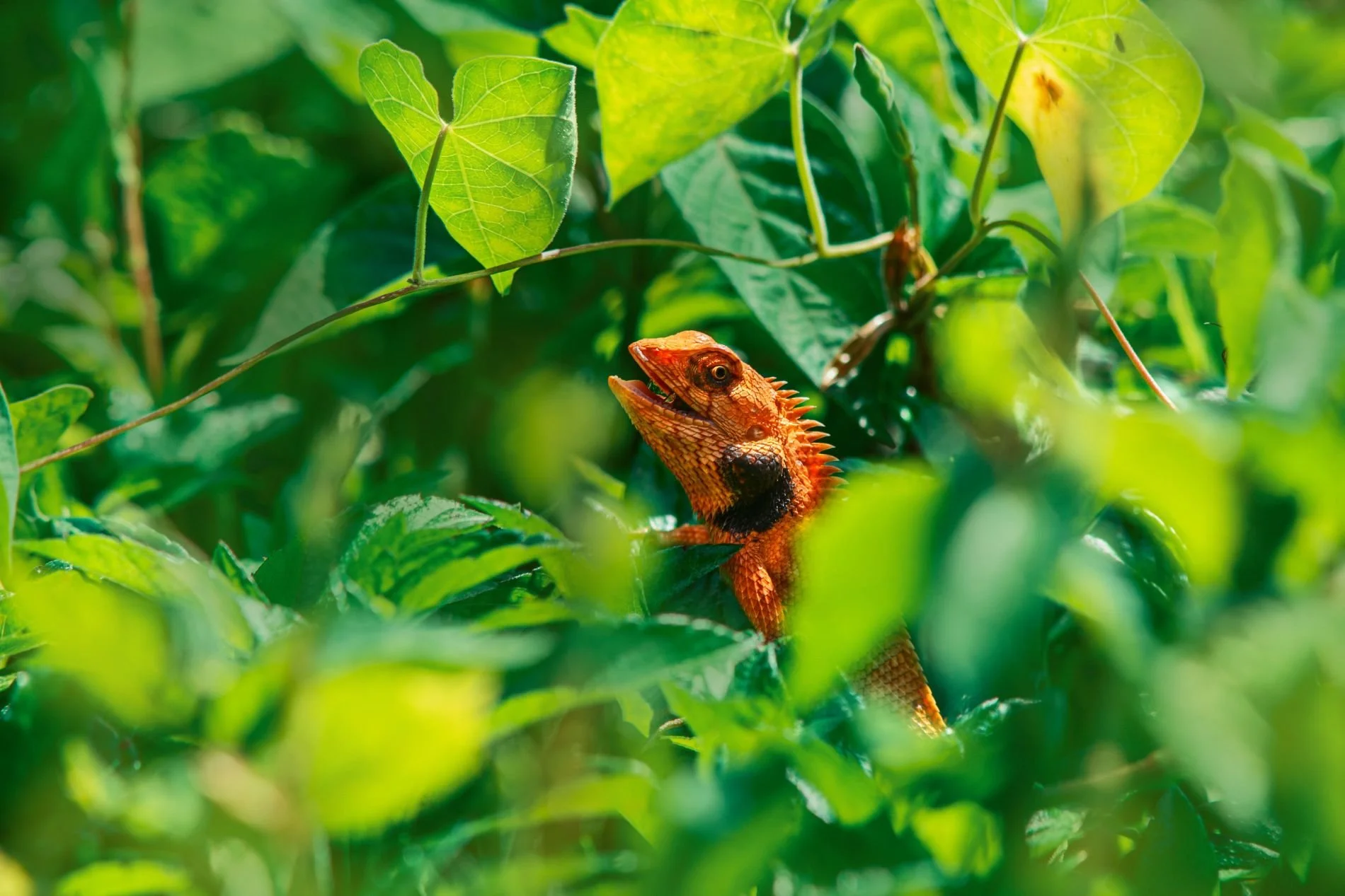 Bezos-backed $200M species project faces greenwashing scrutiny