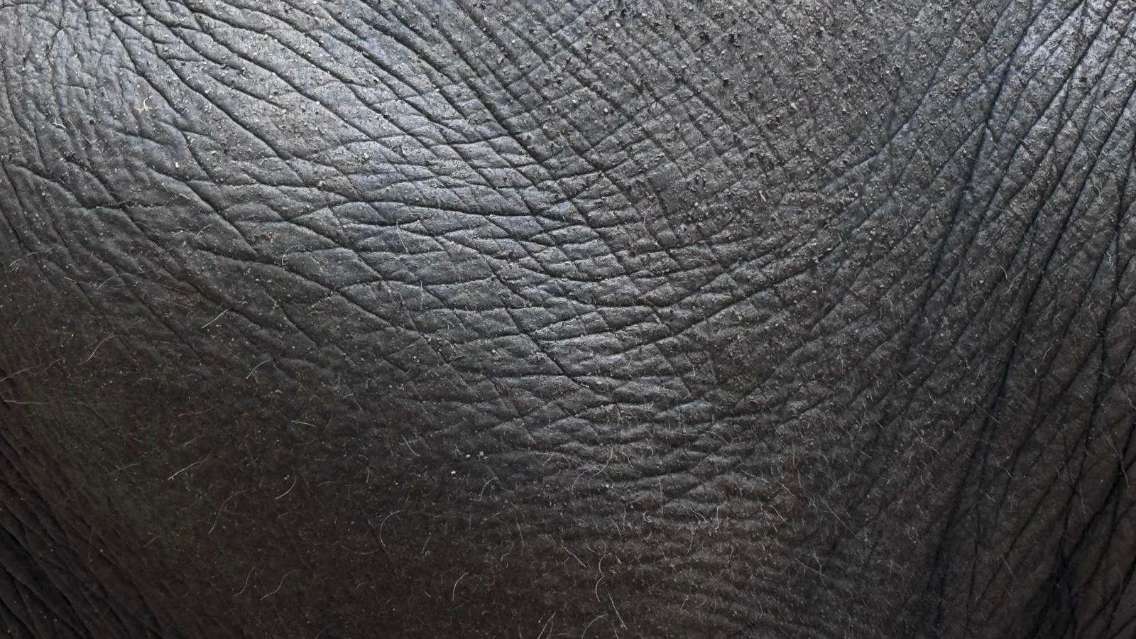 On What Is Not Asked · Phangan Elephant Sanctuary, Koh Phangan