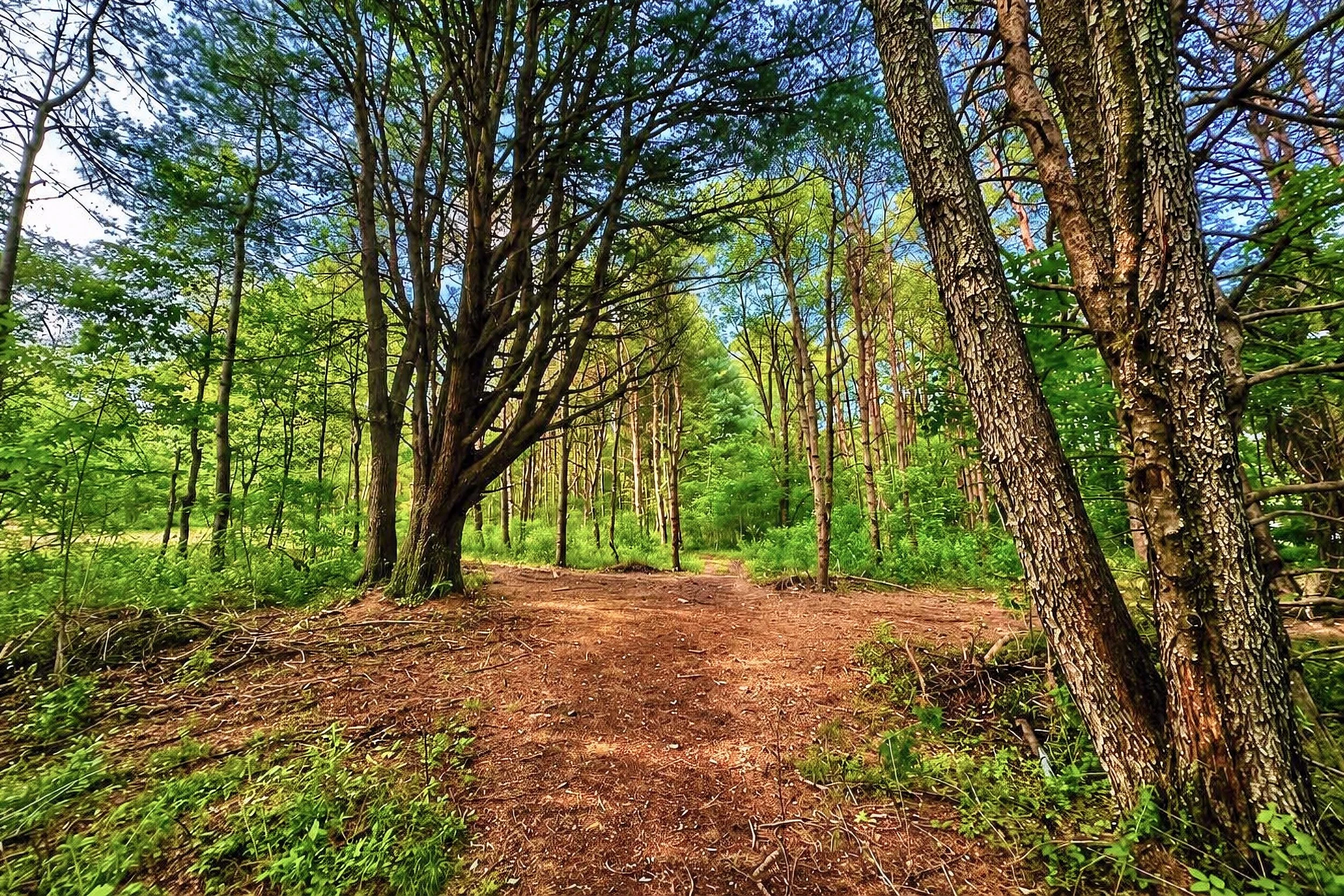 Forested trail through the private grounds at Forest Villas near Cook Forest State Park in Marienville, Pennsylvania