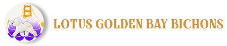 Lotus Golden Bay Bichons