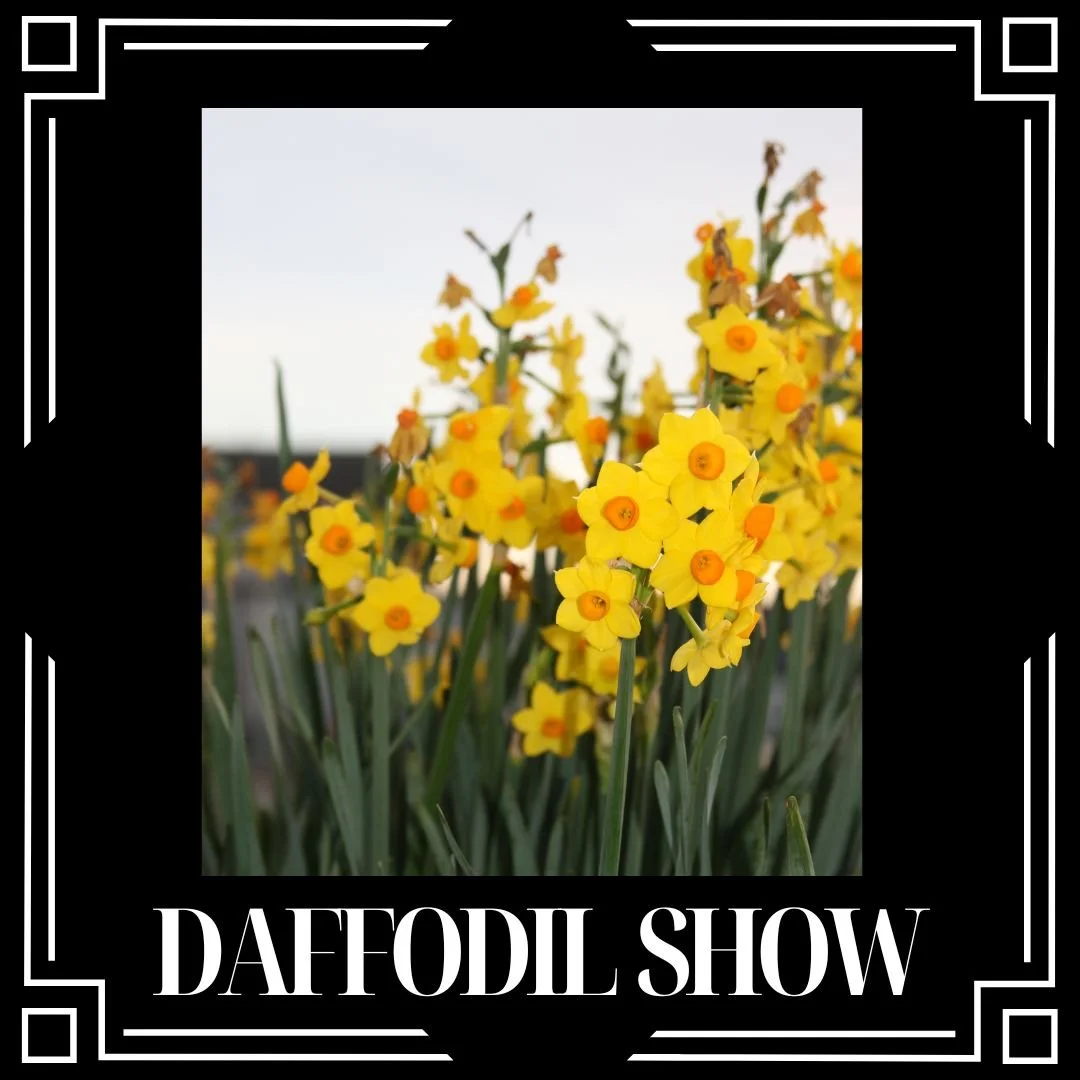 Daffodil Show.jpg