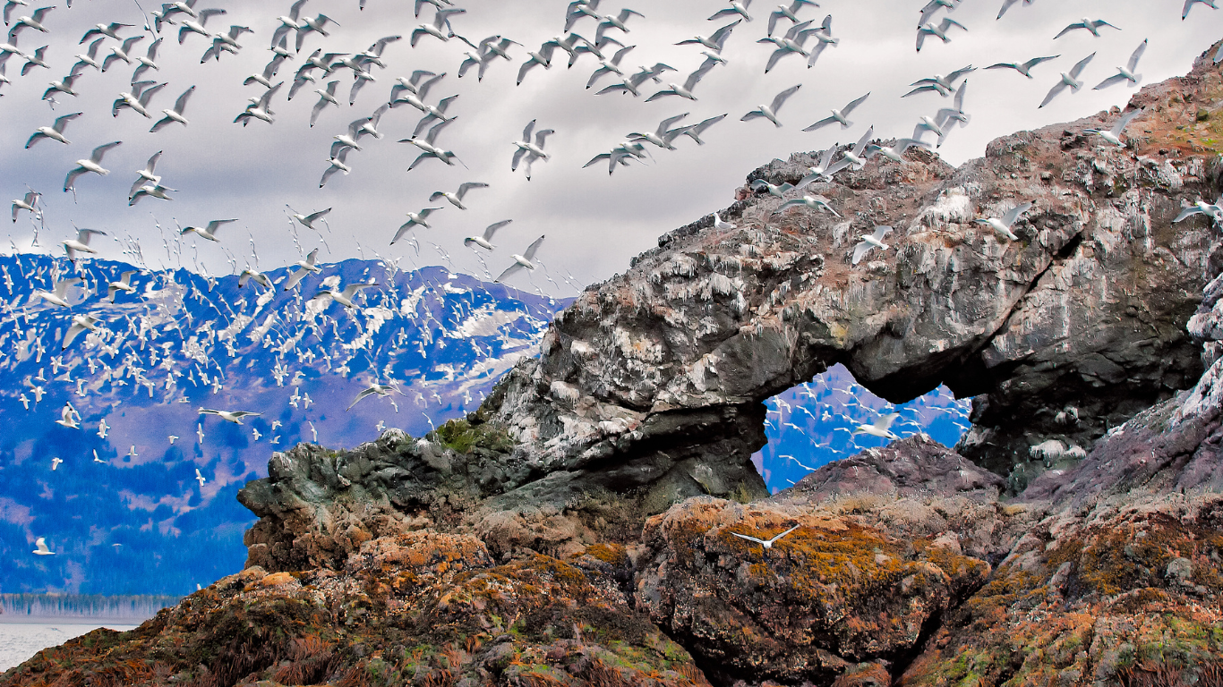 Gull Island, Kachemak Bay