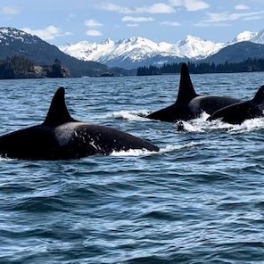 Orcas in Kachemak Bay