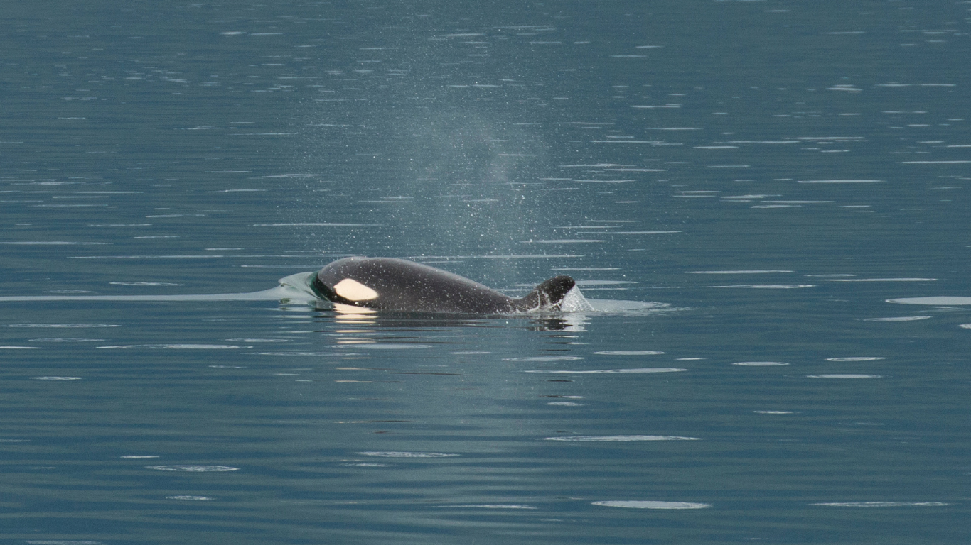 Orca in Kachemak Bay