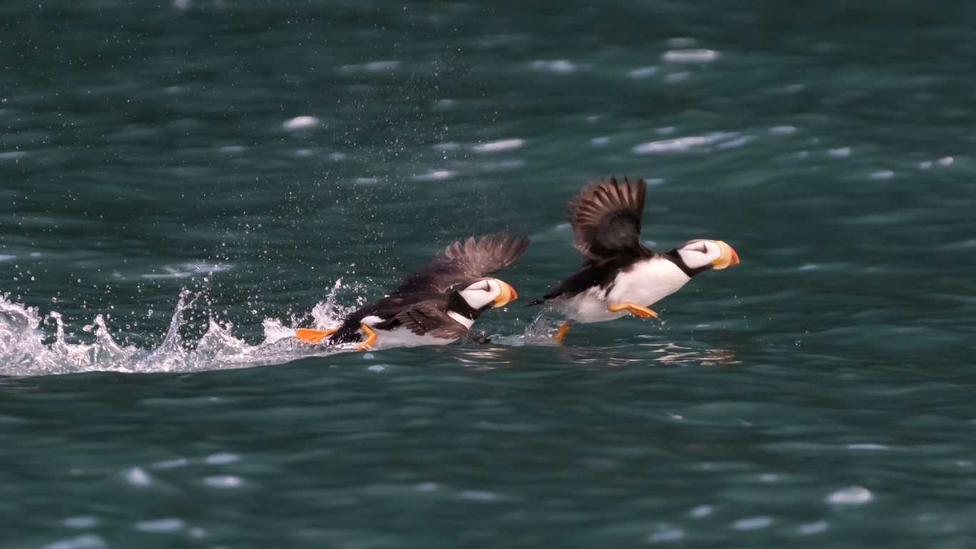 Horned puffins in Kachemak Bay