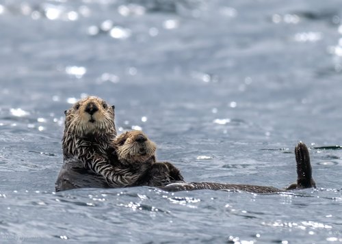 Sea otter and pup in Kachemak Bay