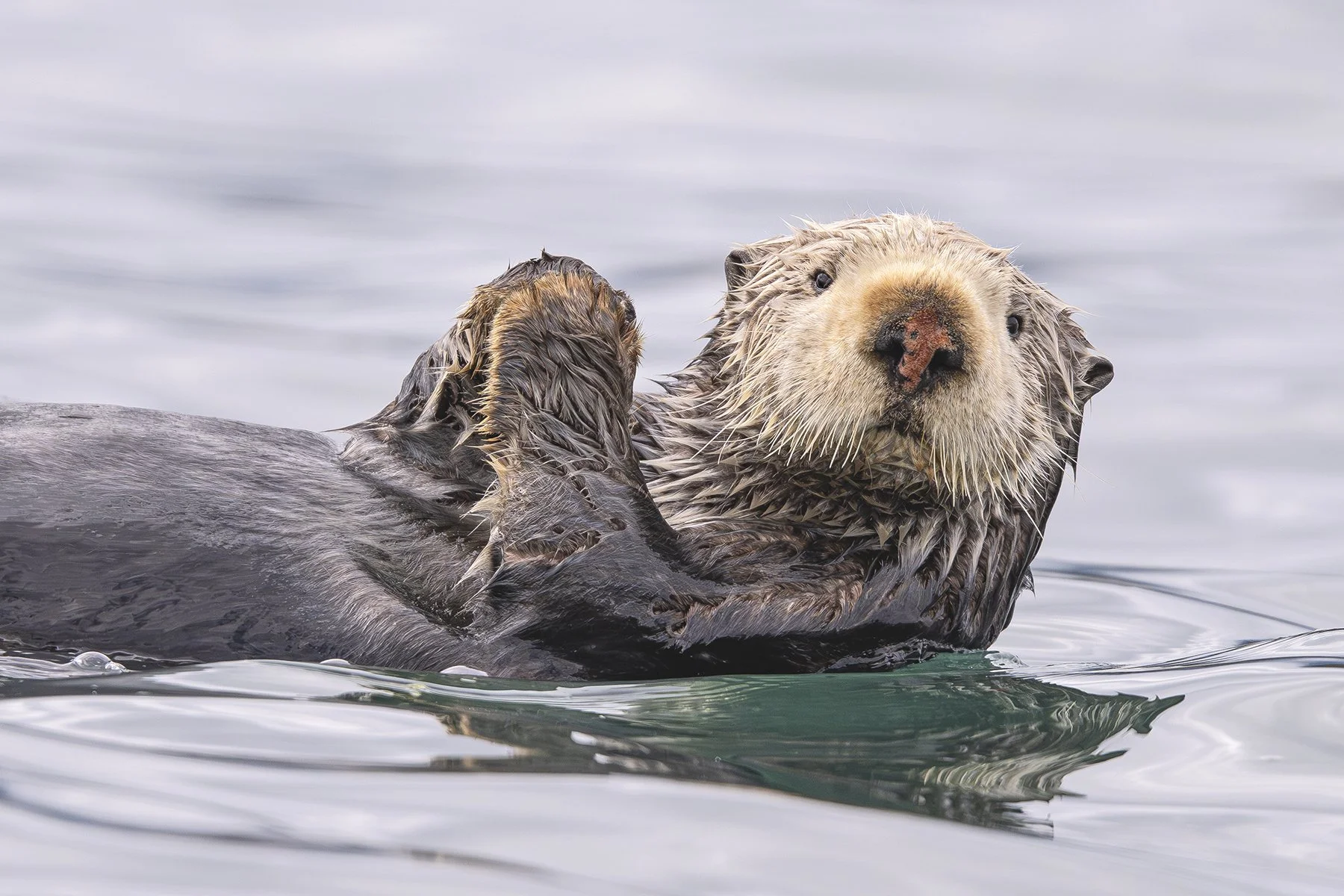 Sea otter in Kachemak Bay in Homer, Alaska with Tutka Tours.