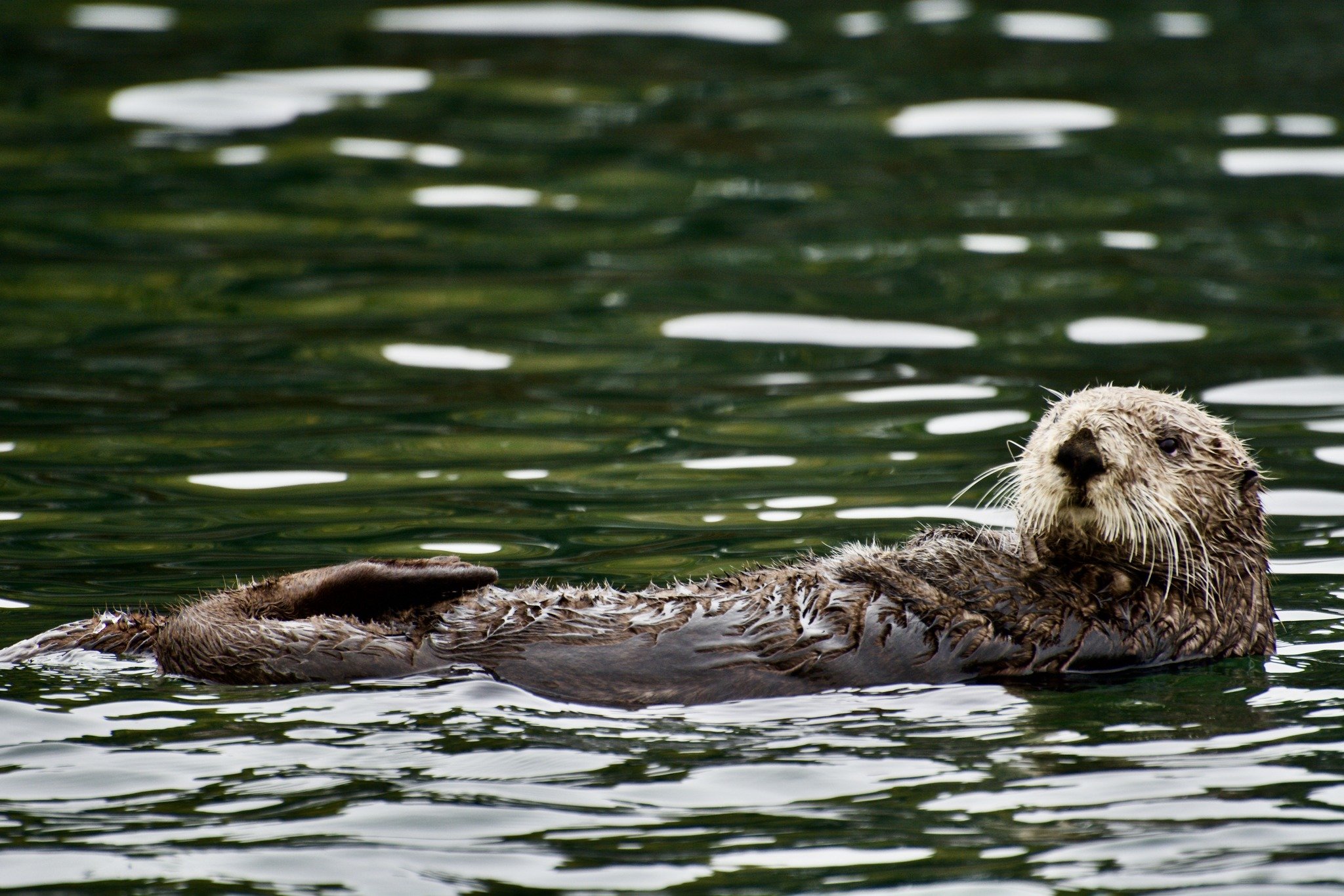 Sea otter in Kachemak Bay