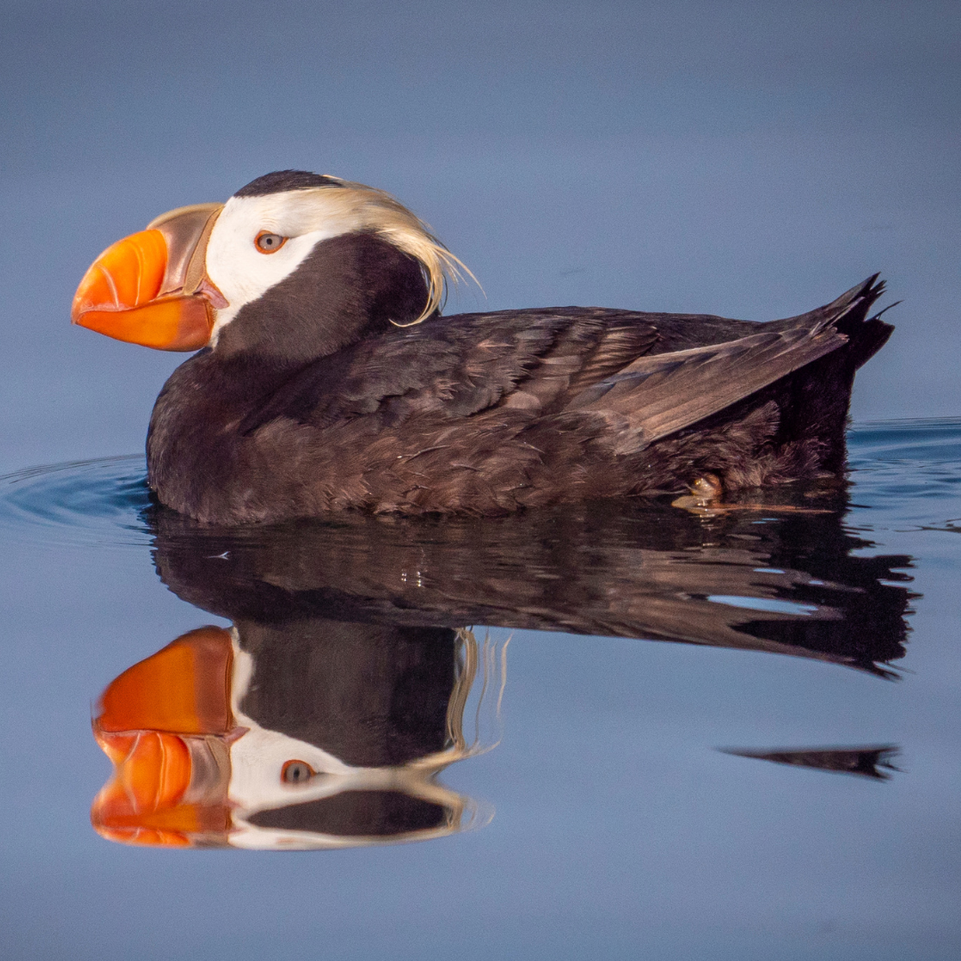 Tufted puffin