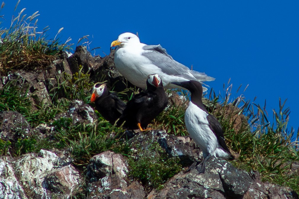 Tufted Puffin, Glaucous-winged Gull, Common Murre by Quinn Hatcher-Ross