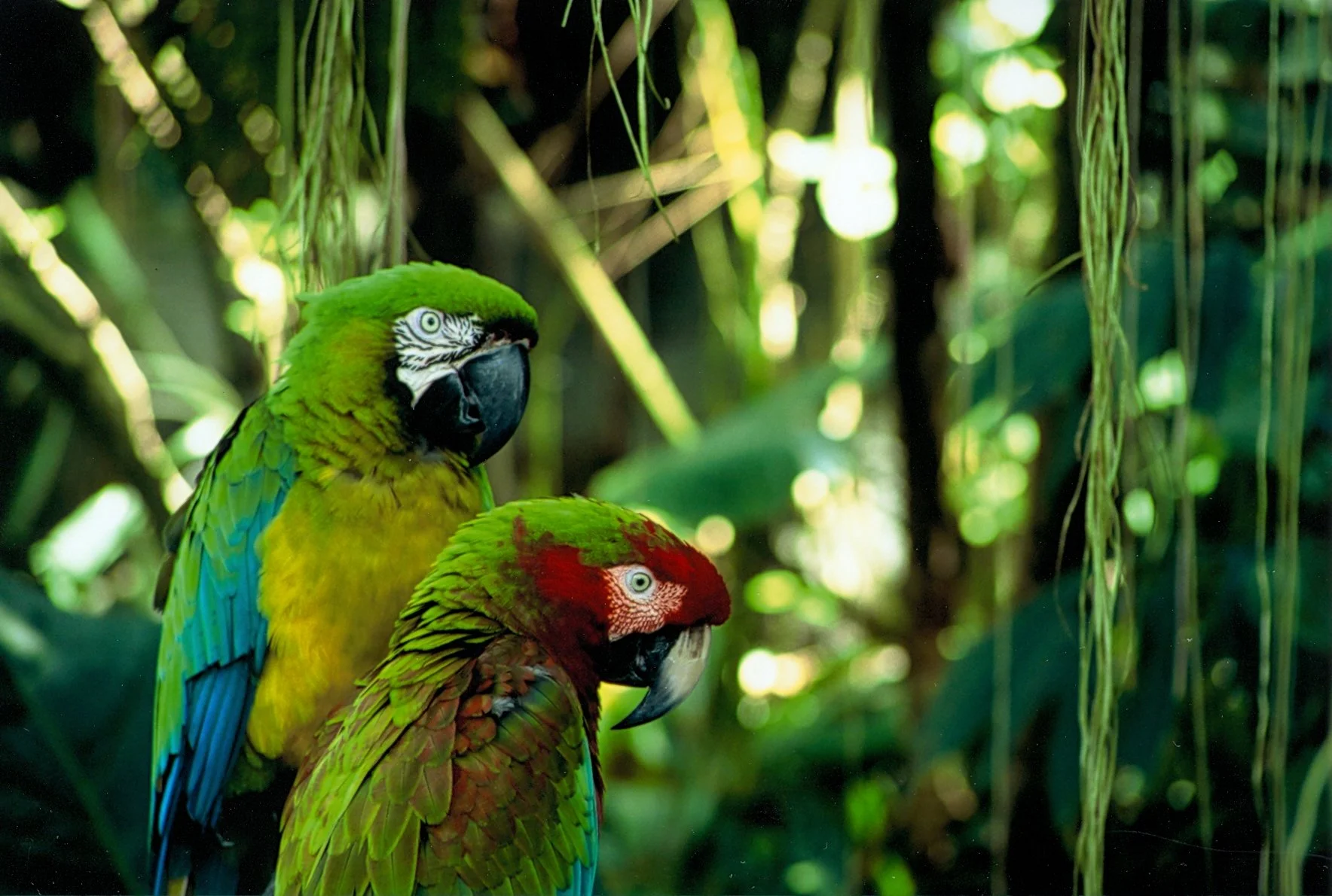Birds45.jpg