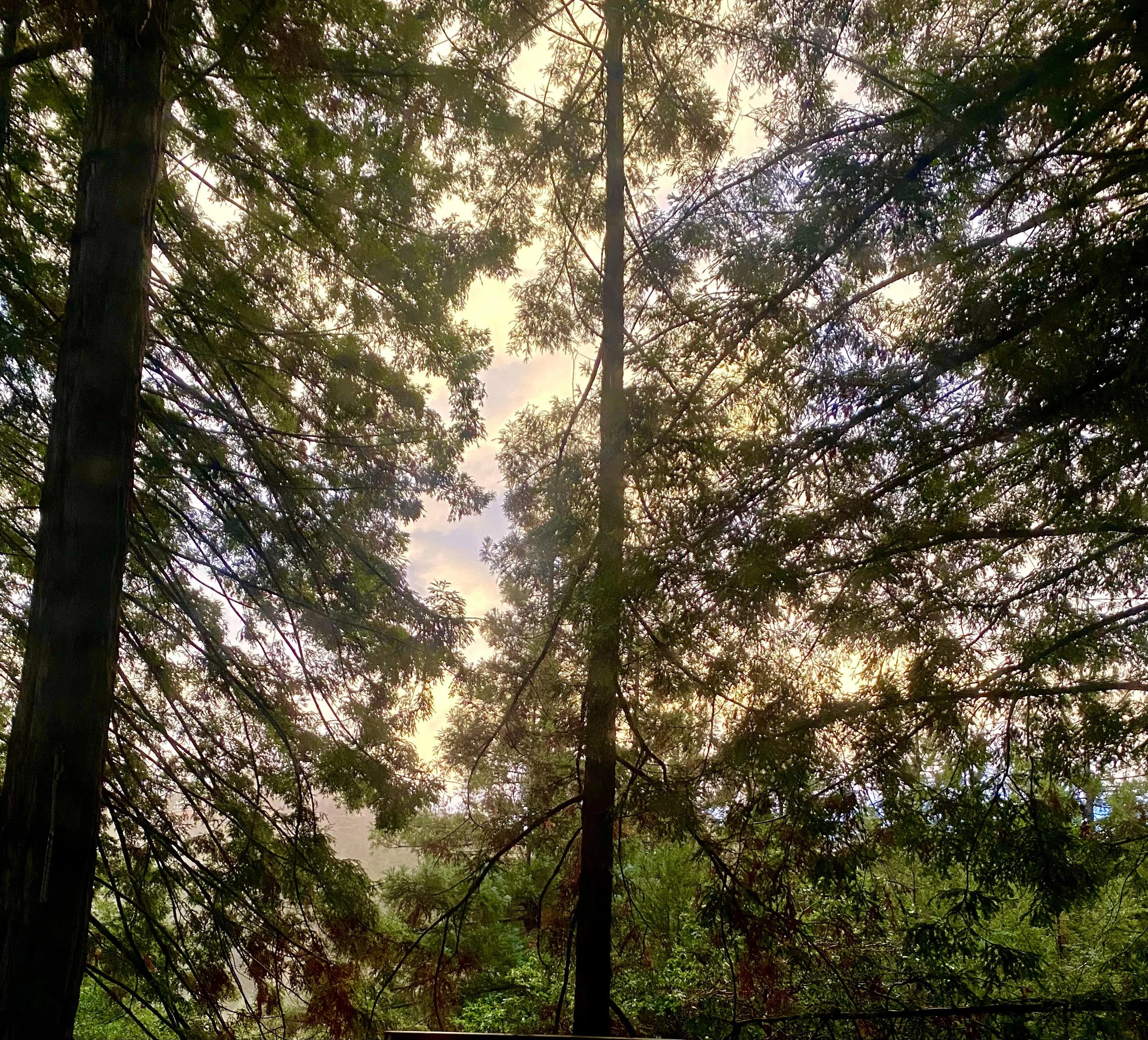 When Grief, Trauma and Attachment Wounds Intersect