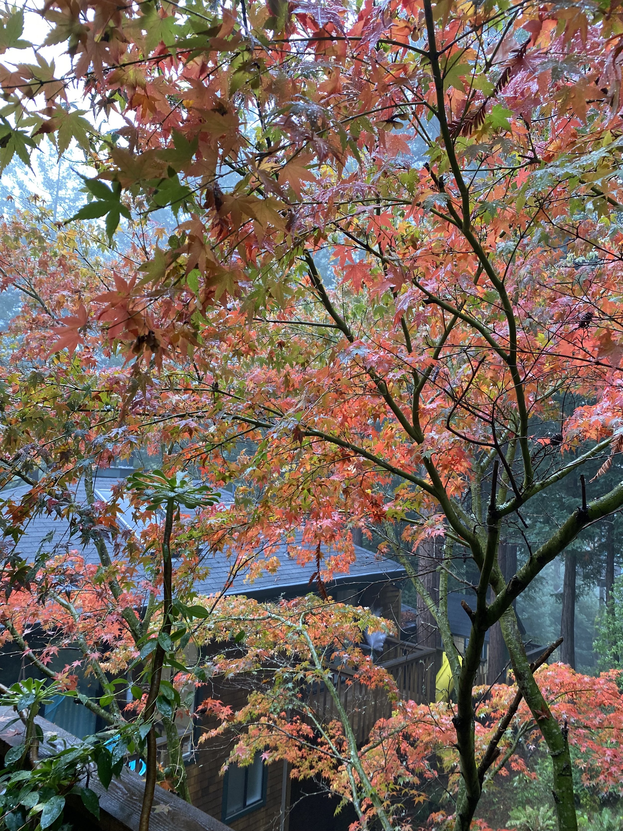 The paradoxical comfort of CRISIS