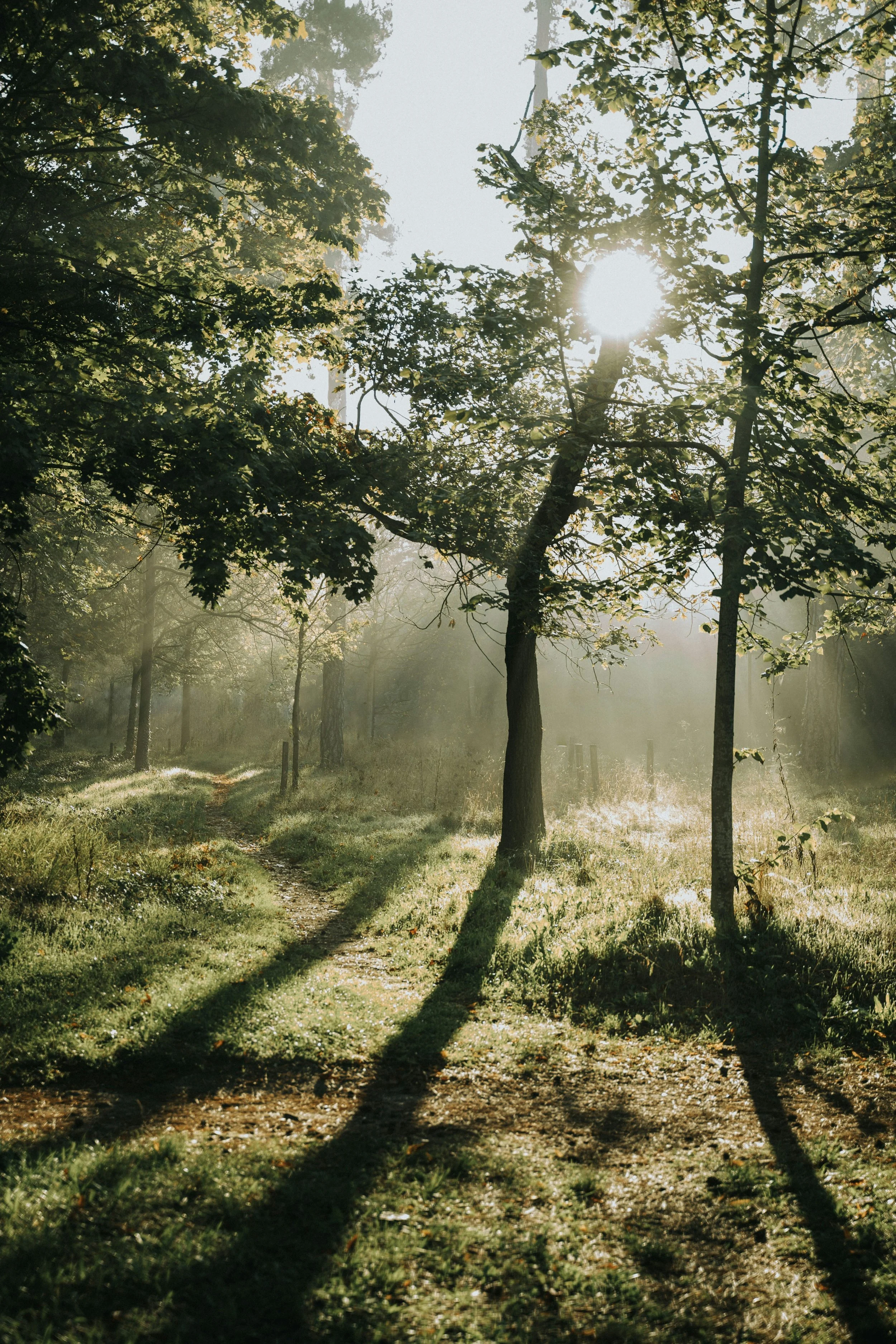 Sunlight filters through trees illuminating a grassy forest path with long shadows.