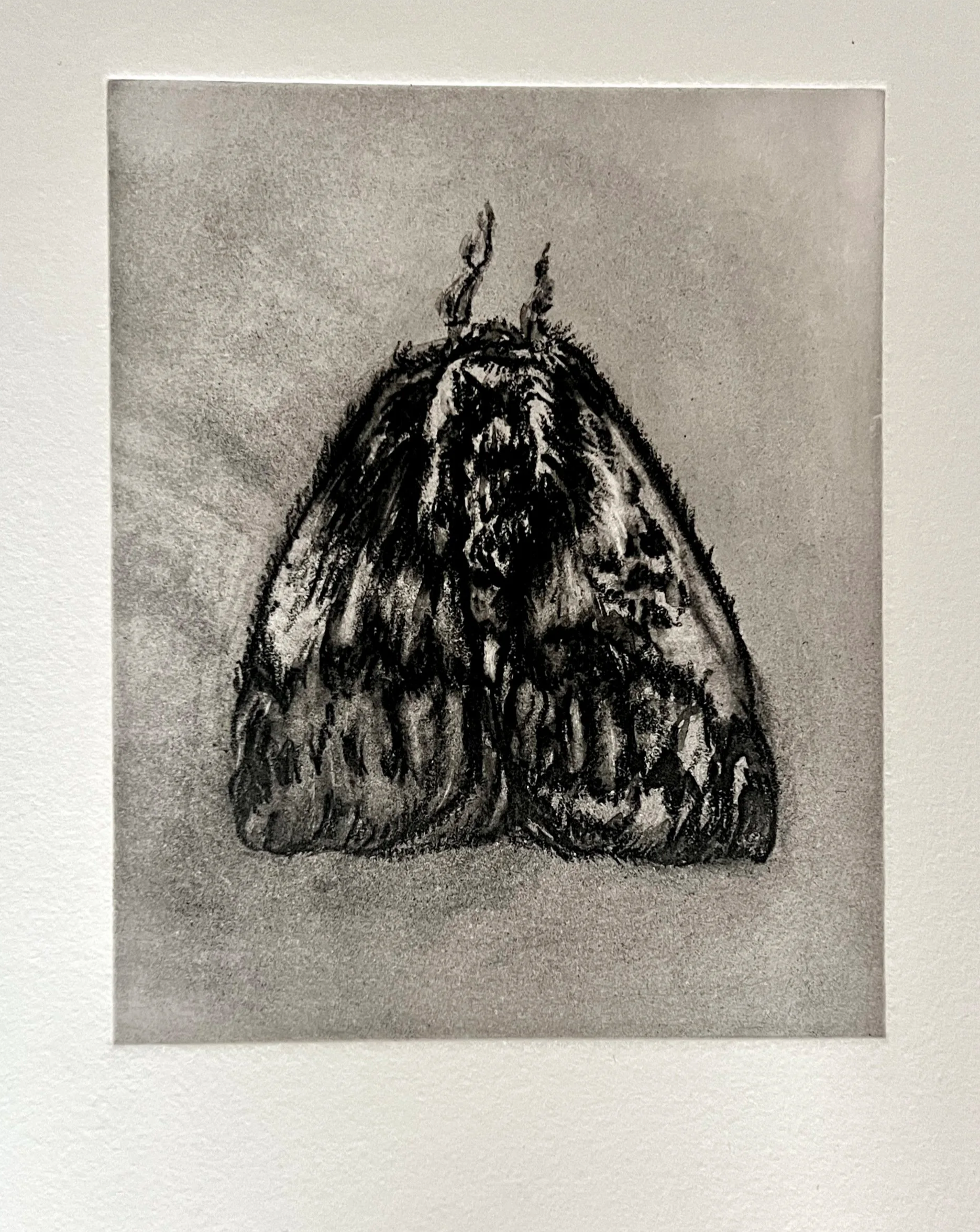 OReilly_moth+study+1_solar+etching.png