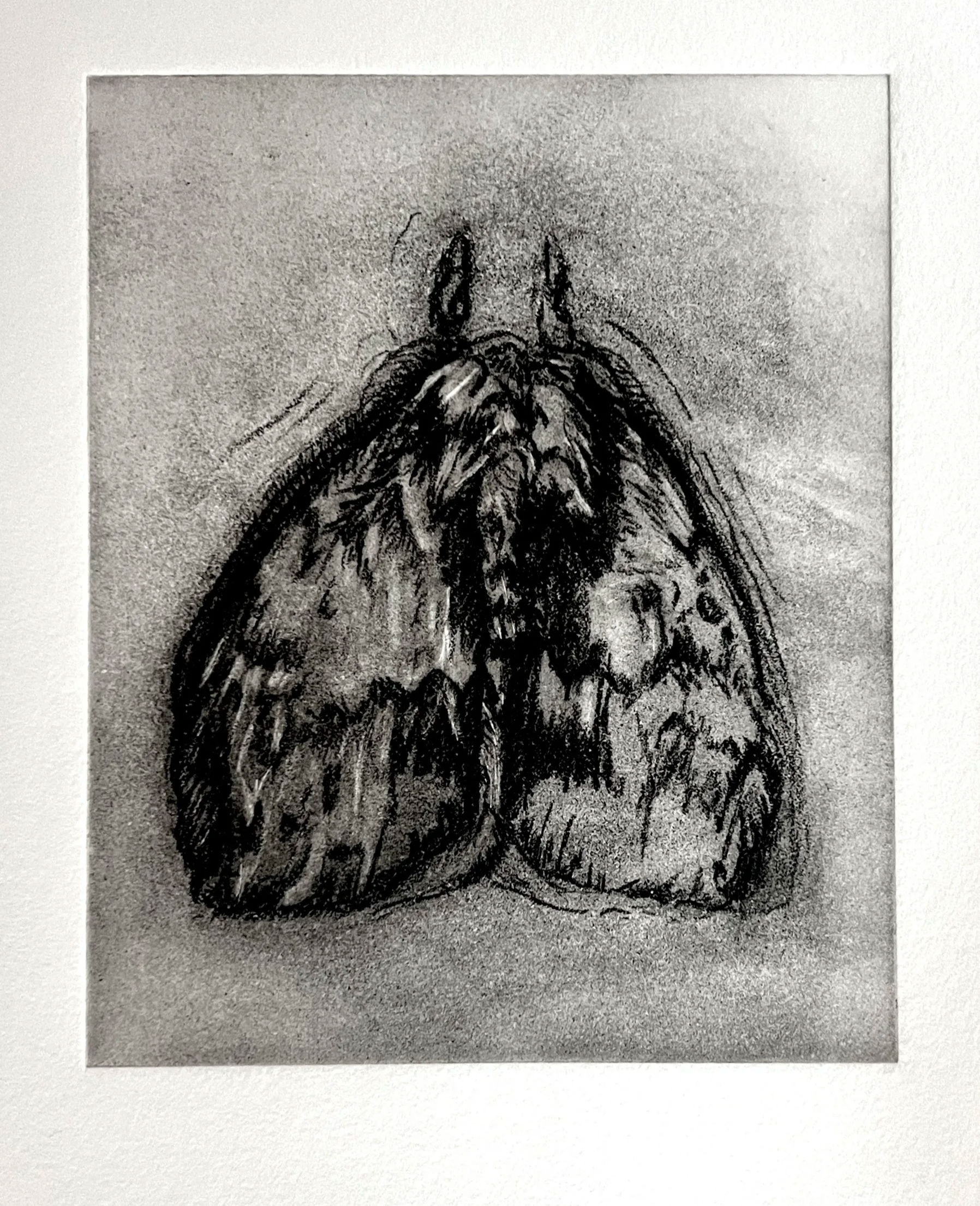OReilly_moth+study+2_solar+etching.png
