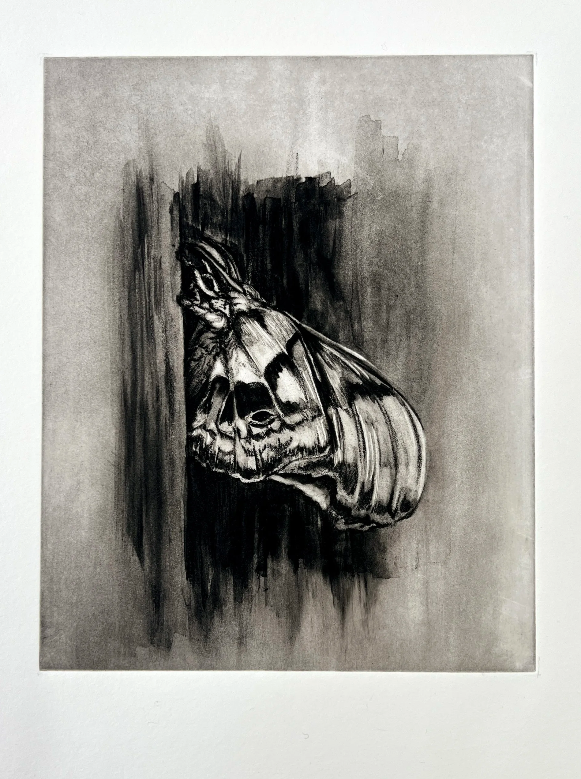 OReilly_Polyphemus+Moth_solar+etching.png