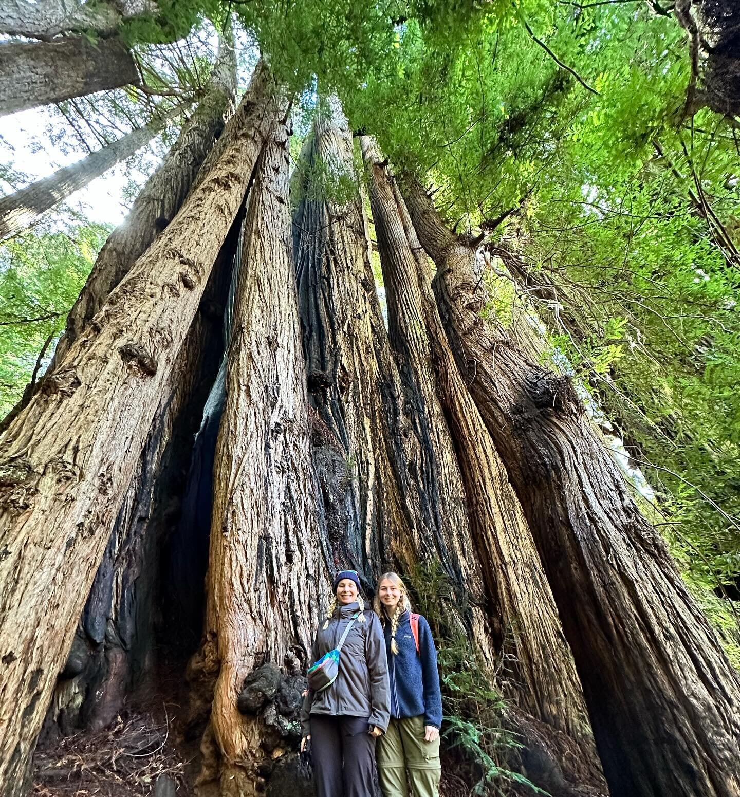 In rainy but glorious California seeing the giant Coast Redwoods in Redwood National Park, Humboldt County. Thank you to Justin of @redwoodguide for a tremendous education on these awe-inspiring trees. The tallest trees on Earth, reaching heights of 