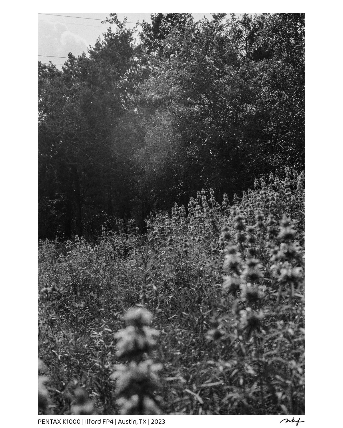 Weeds.jpg