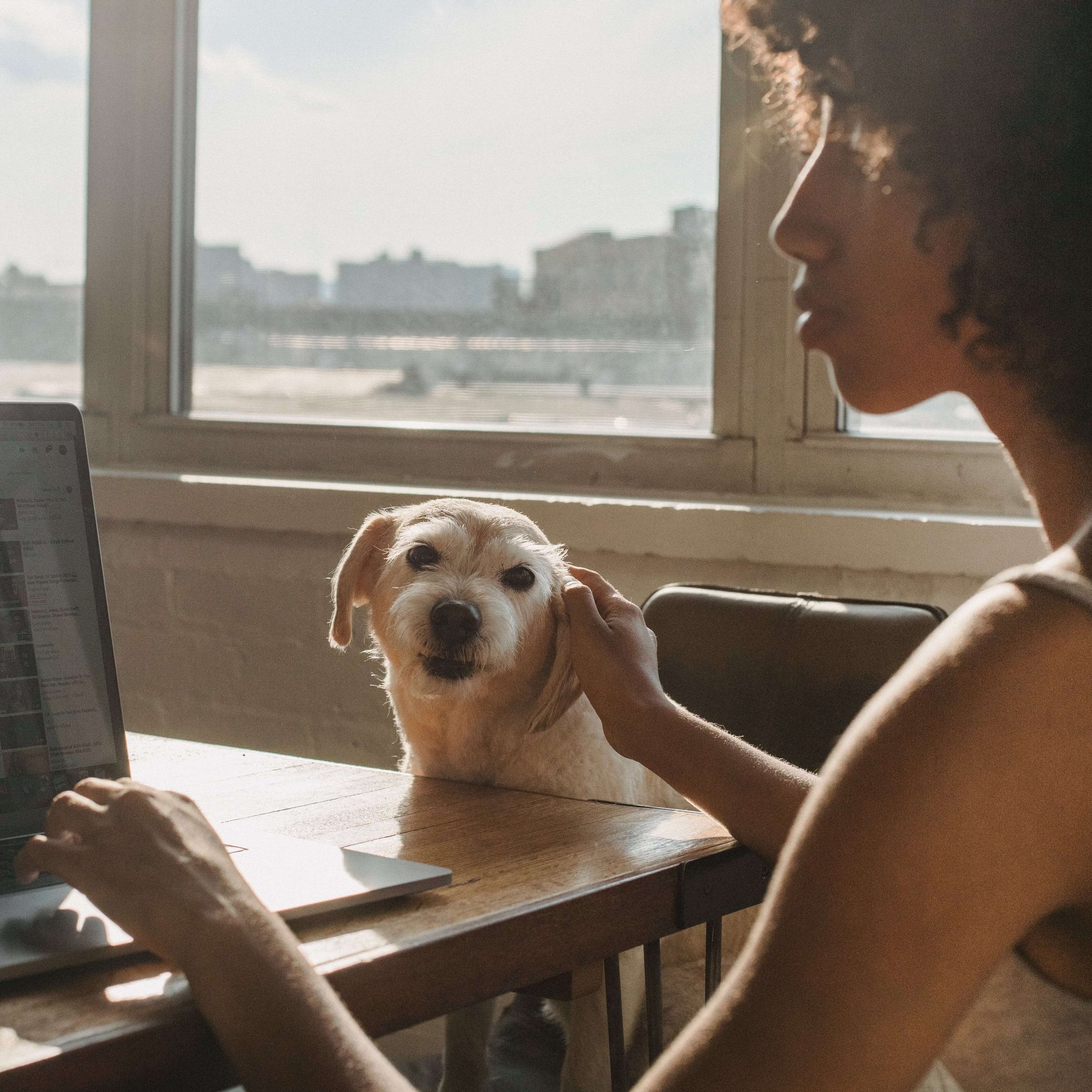 A woman petting a small, white dog at a wooden table near a window with an urban cityscape view.