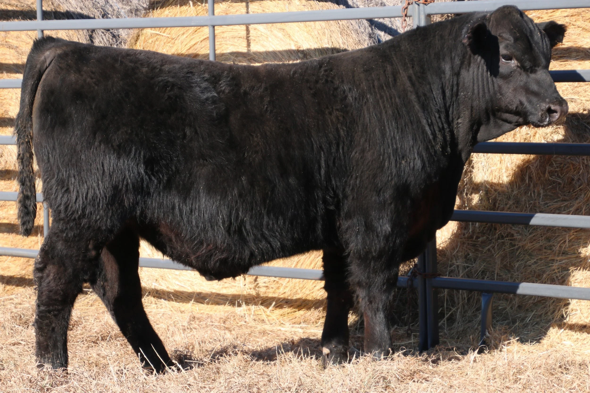 Lot 15 - WFQ Milestone H126 N34