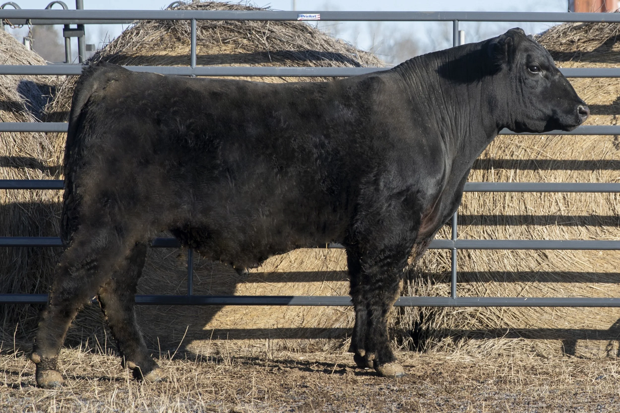 Lot 36 - WFQ Justified J17 L30