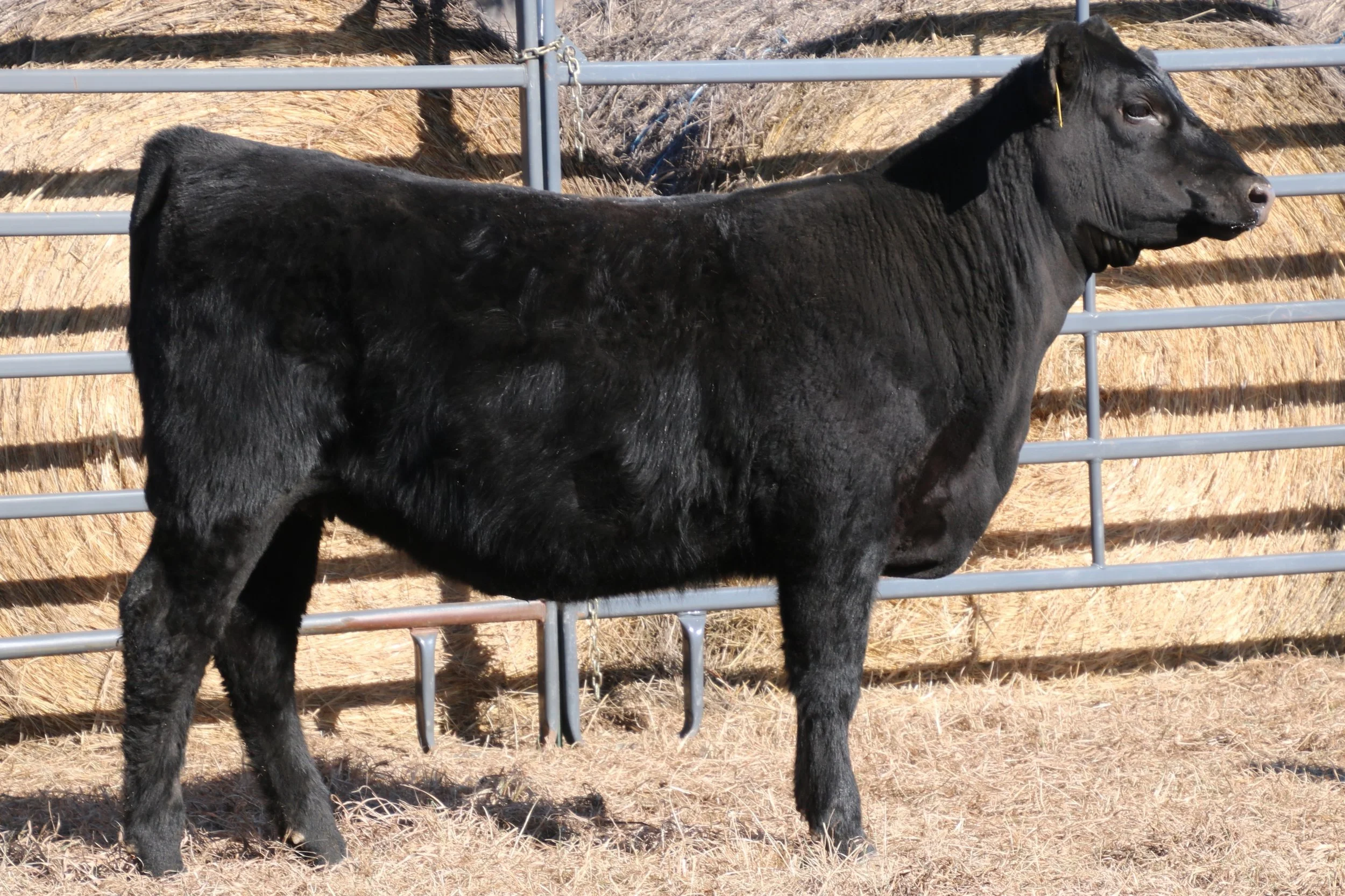 Lot 51 - WFQ Rita N103