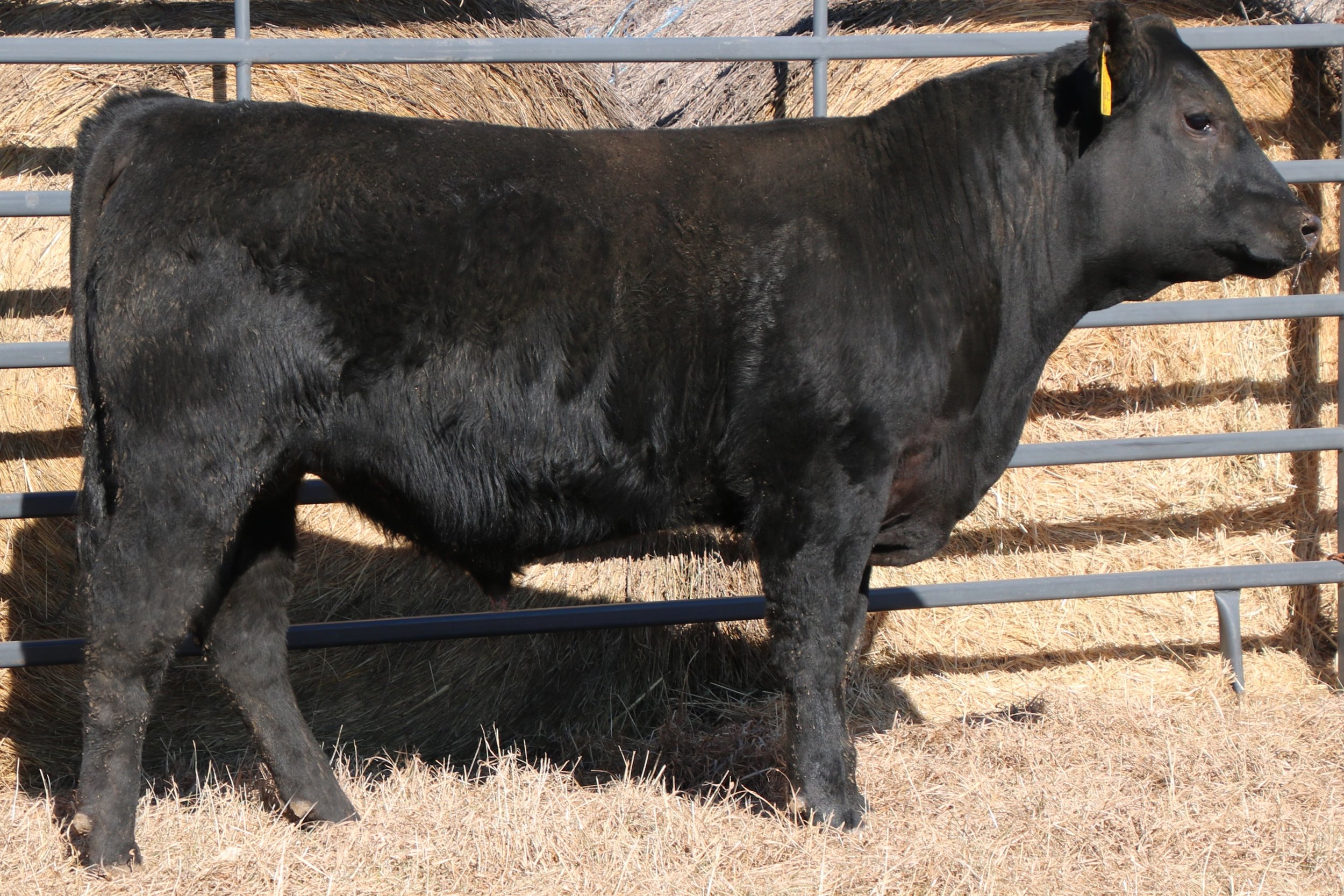 Lot 5 - WFQ Cool G07 N22