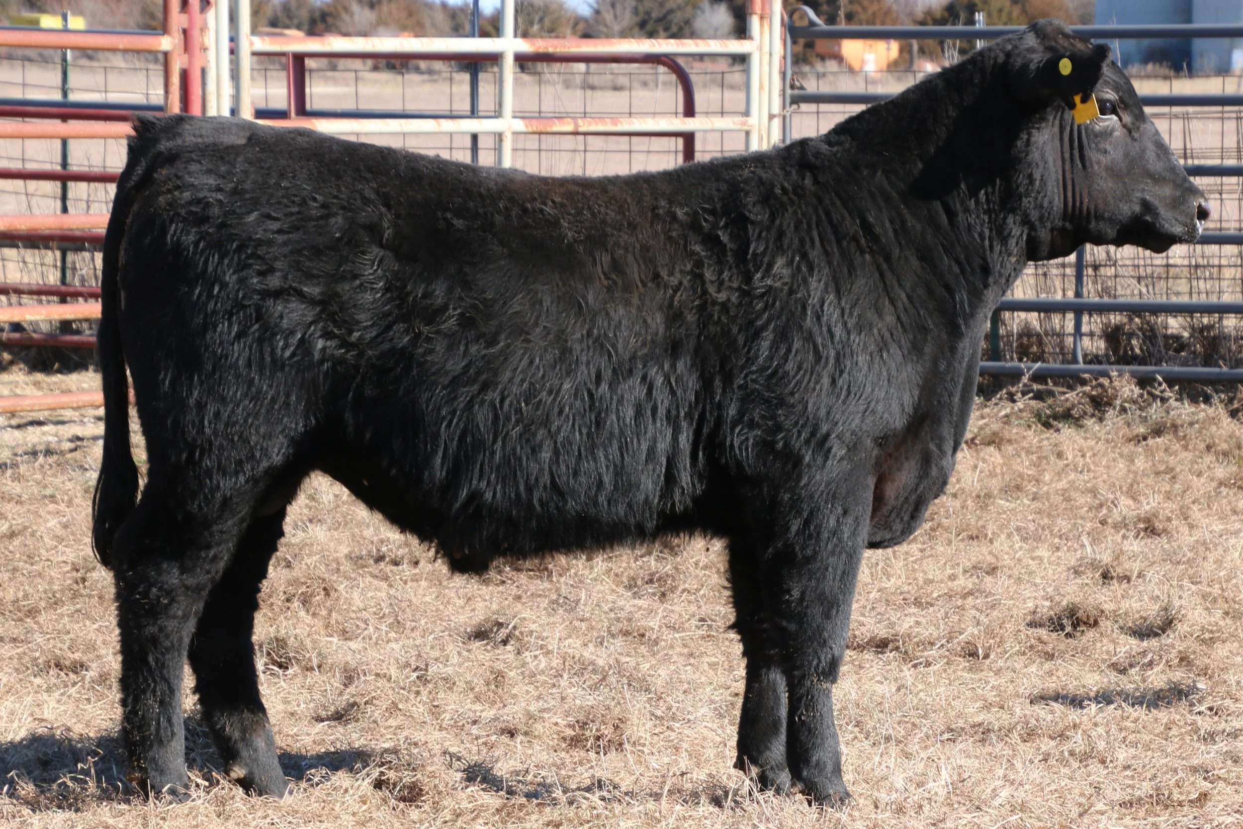 Lot 3 - WFQ Full Force G29 N89