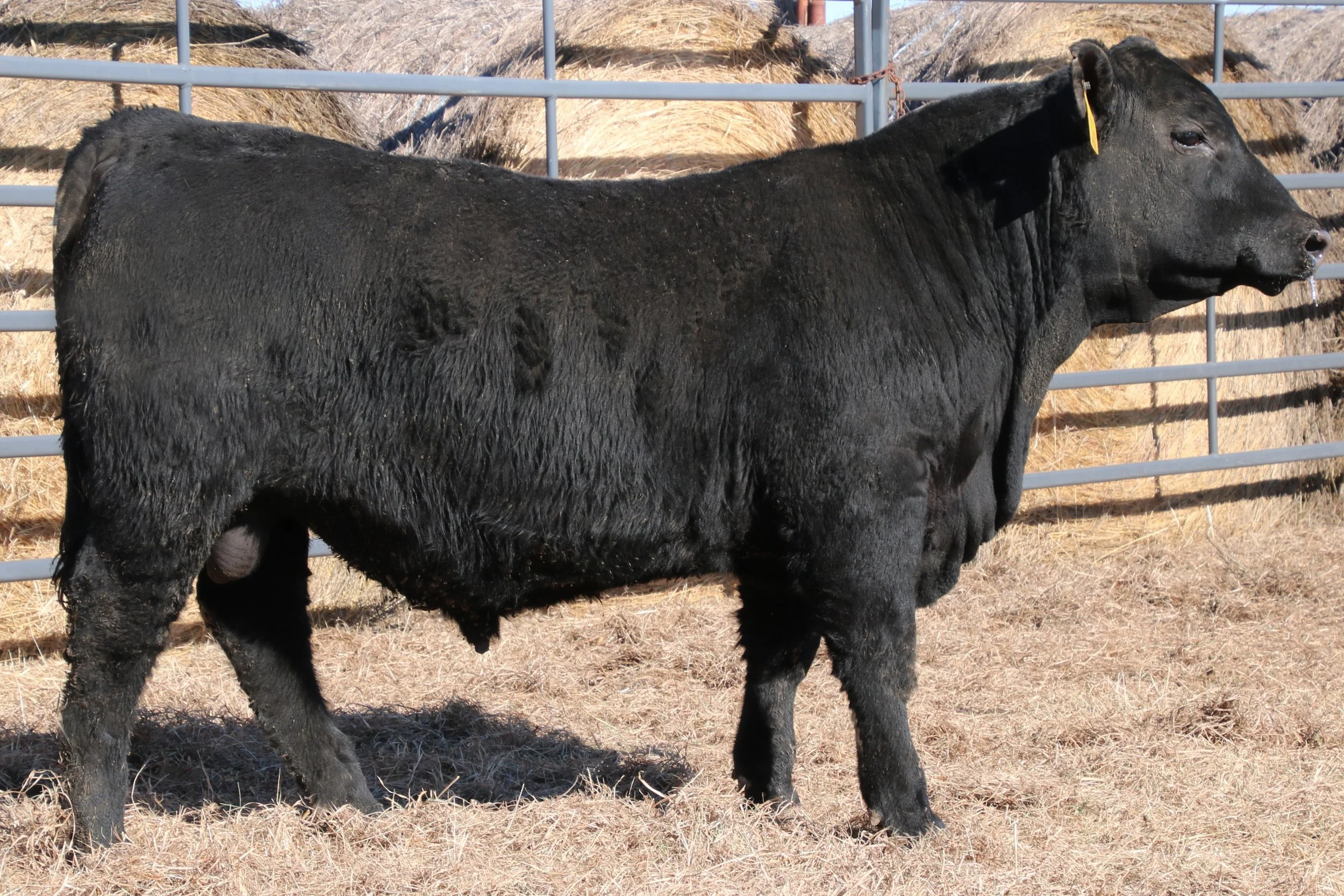 Lot 31 - WFQ Finnegan J39 N98