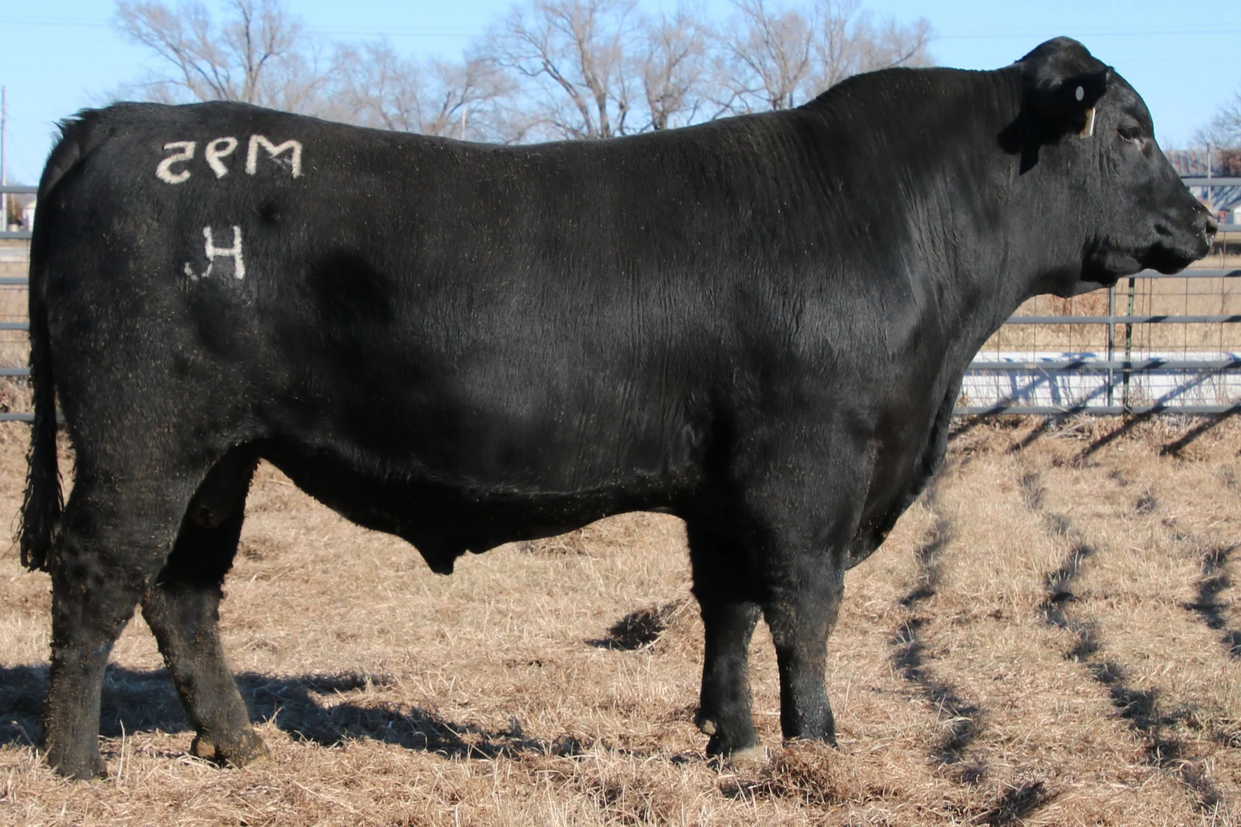 Lot 42 - WFQ Safeguard F074 M95