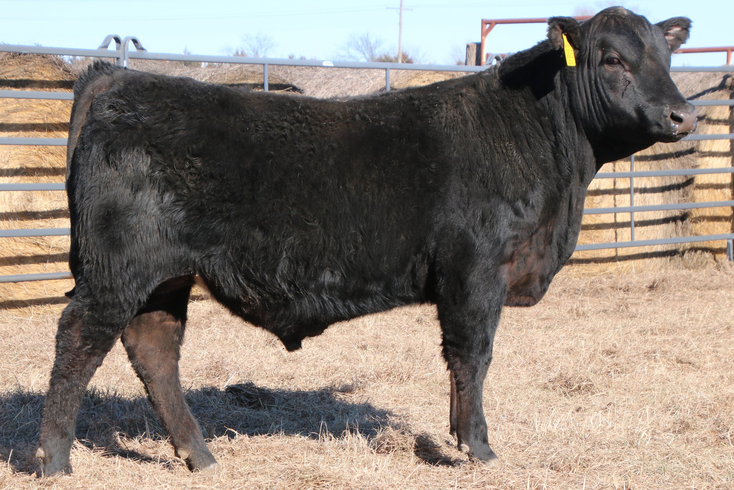 Lot 6 - WFQ Cool E002 N36