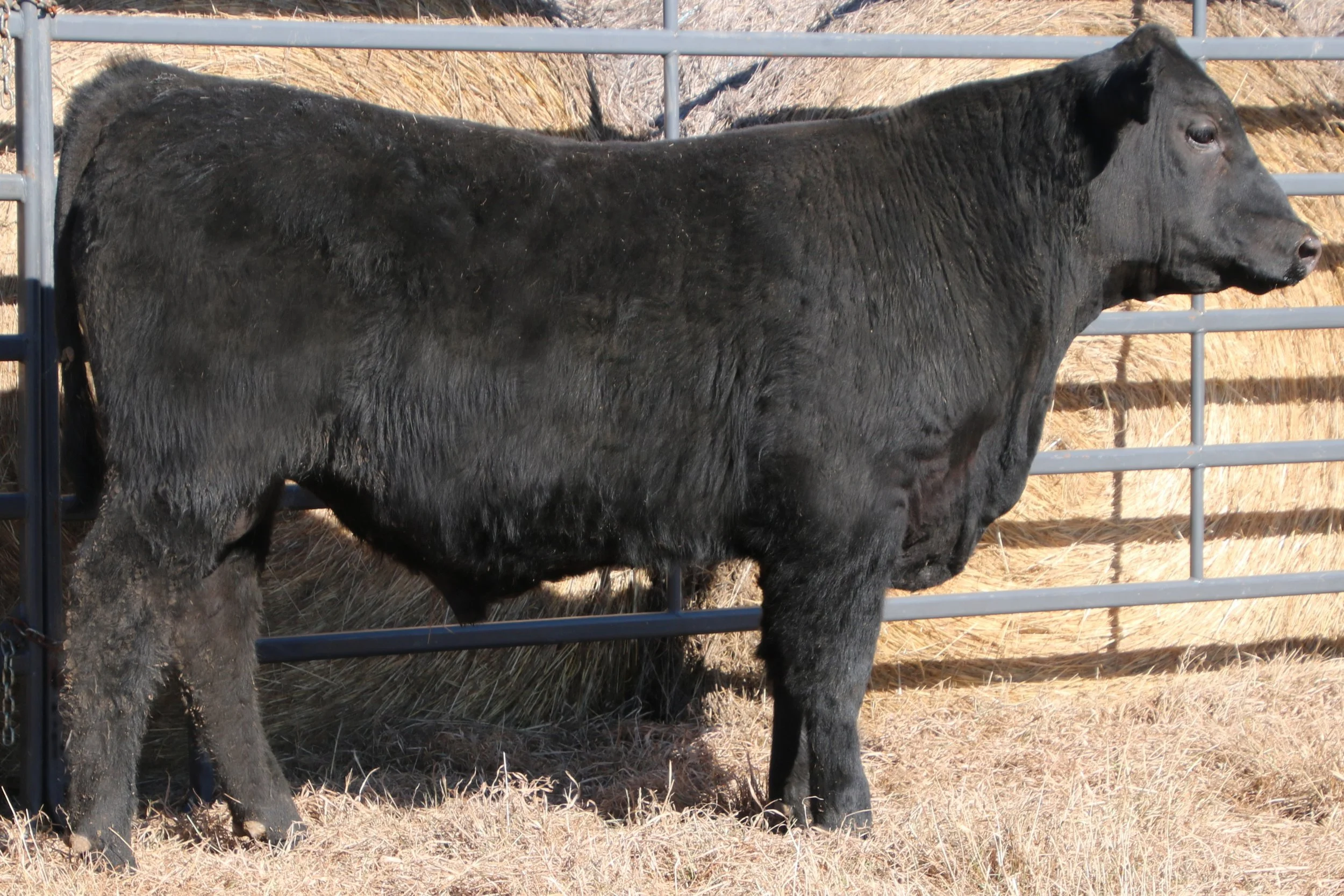 Lot 25 - WFQ TH Rawhide J16 N64