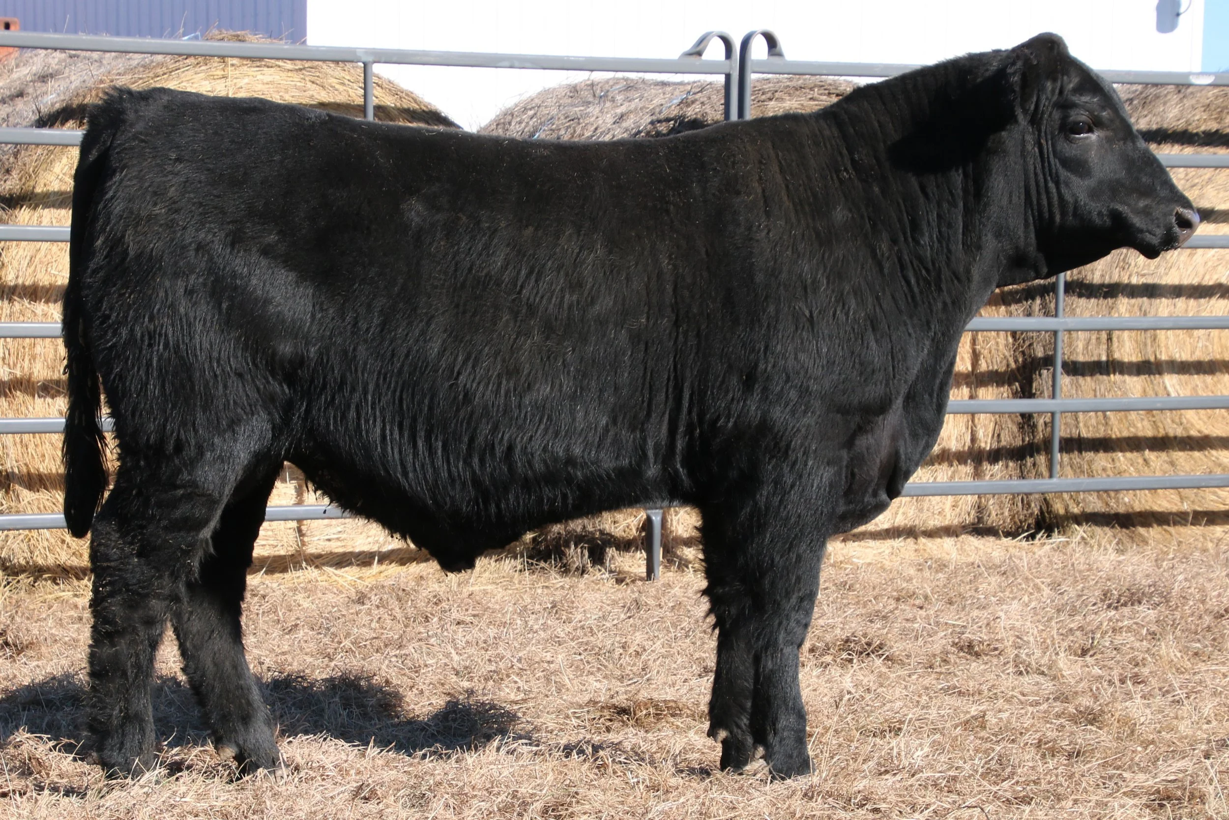 Lot 20 - WFQ Armory H58 N45