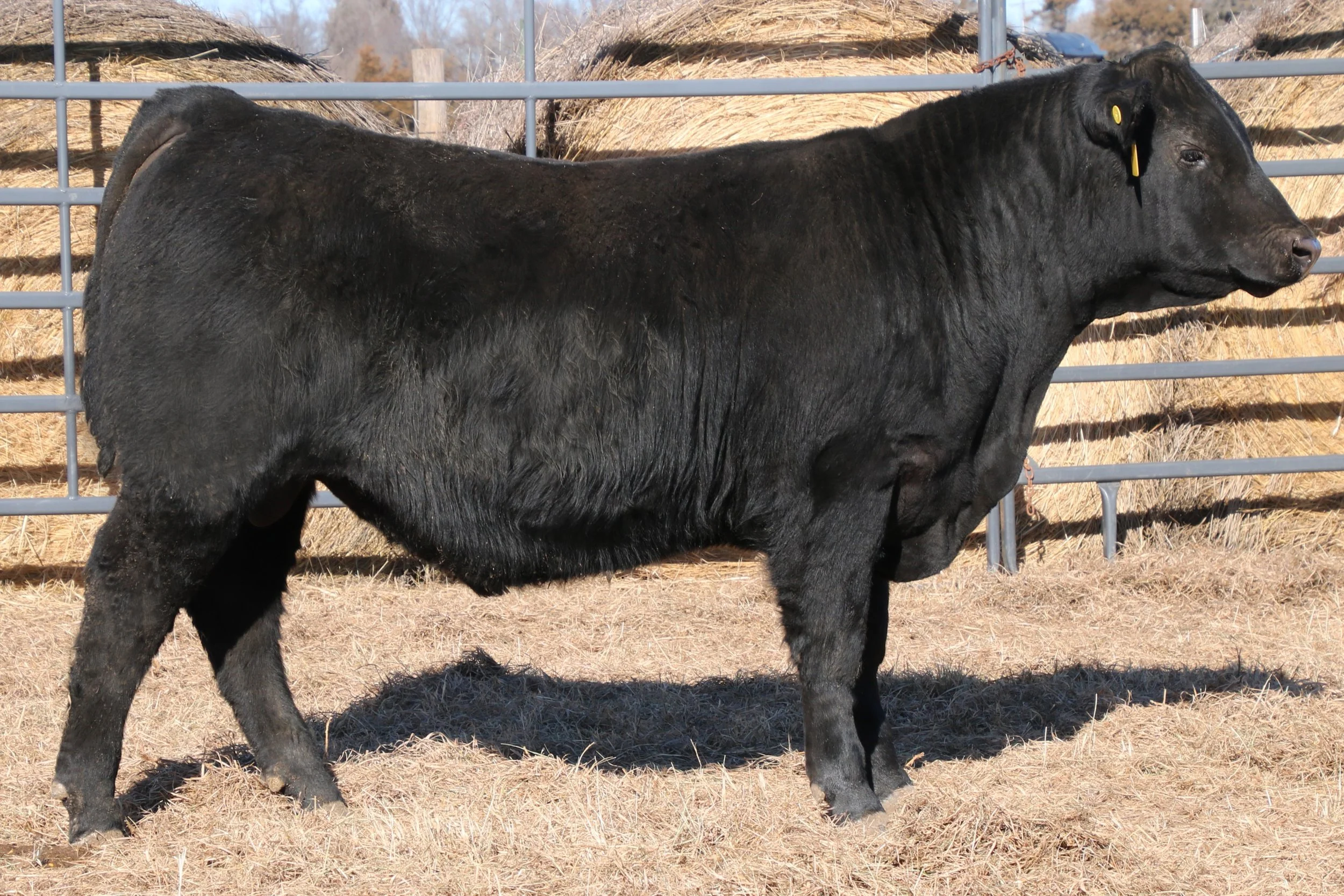 Lot 1 - WFQ Institution F074 N39