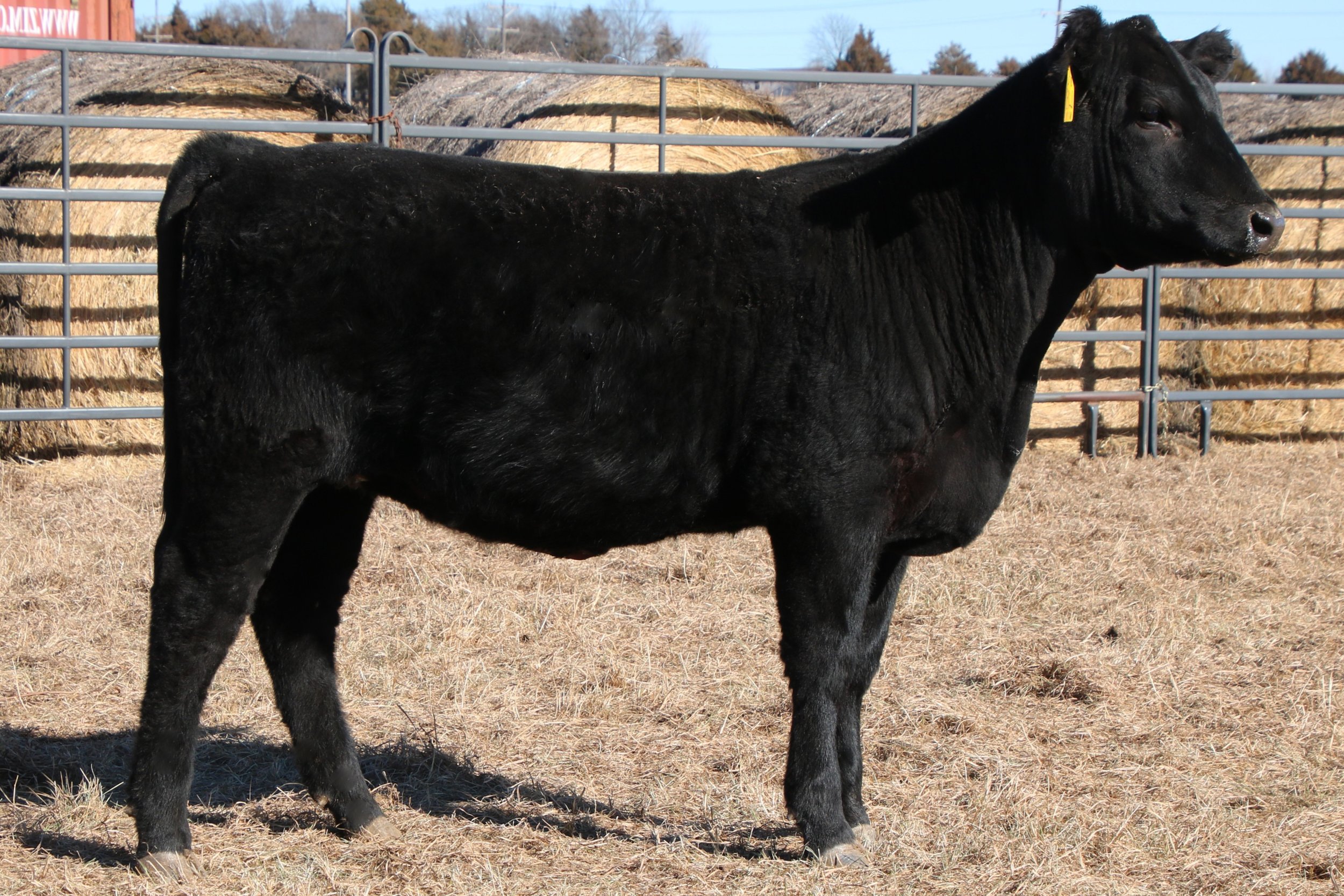 Lot 60 - WFQ Miss Angus N111