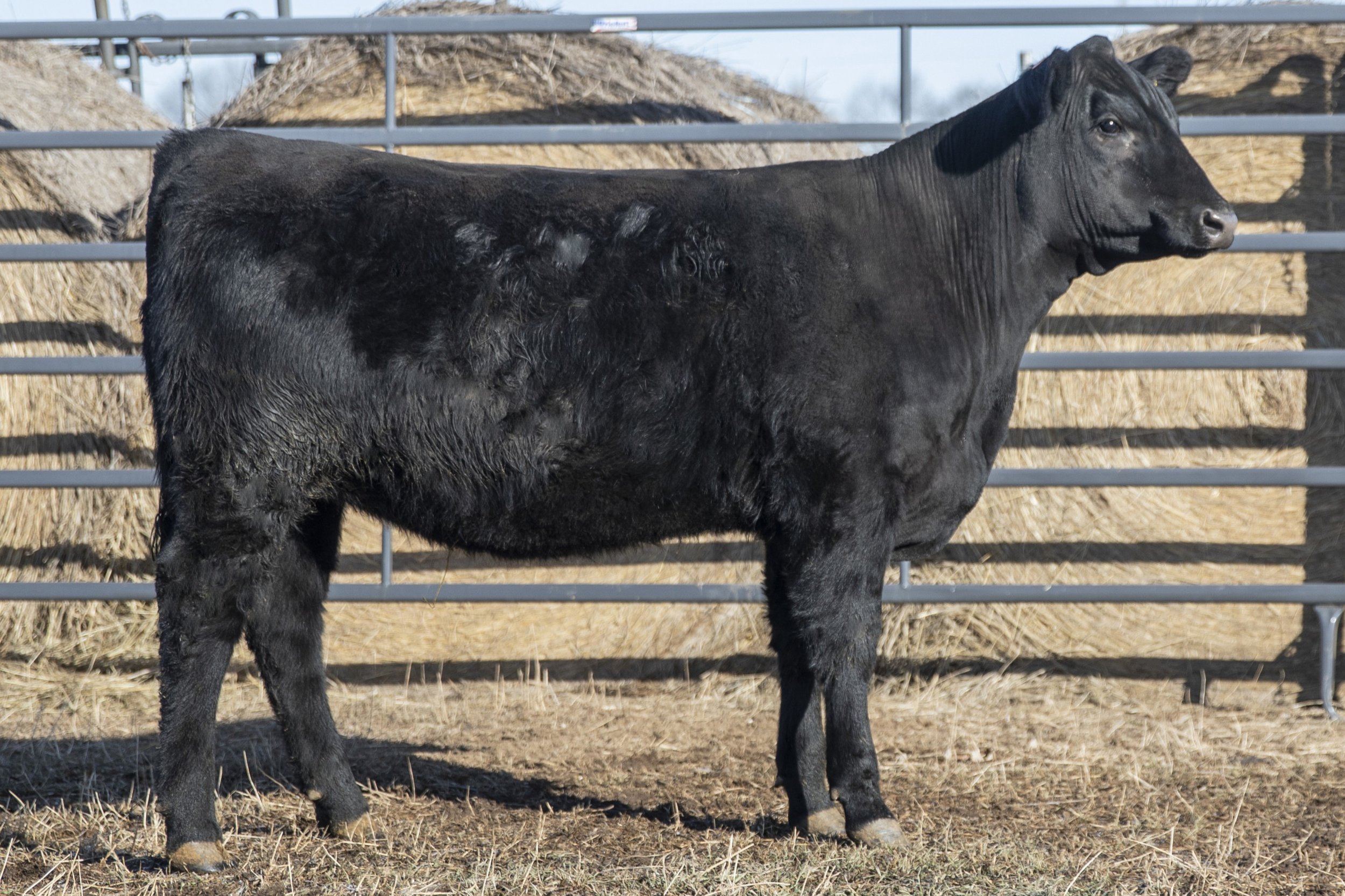 Lot 54 - WFQ Isabel Star M58