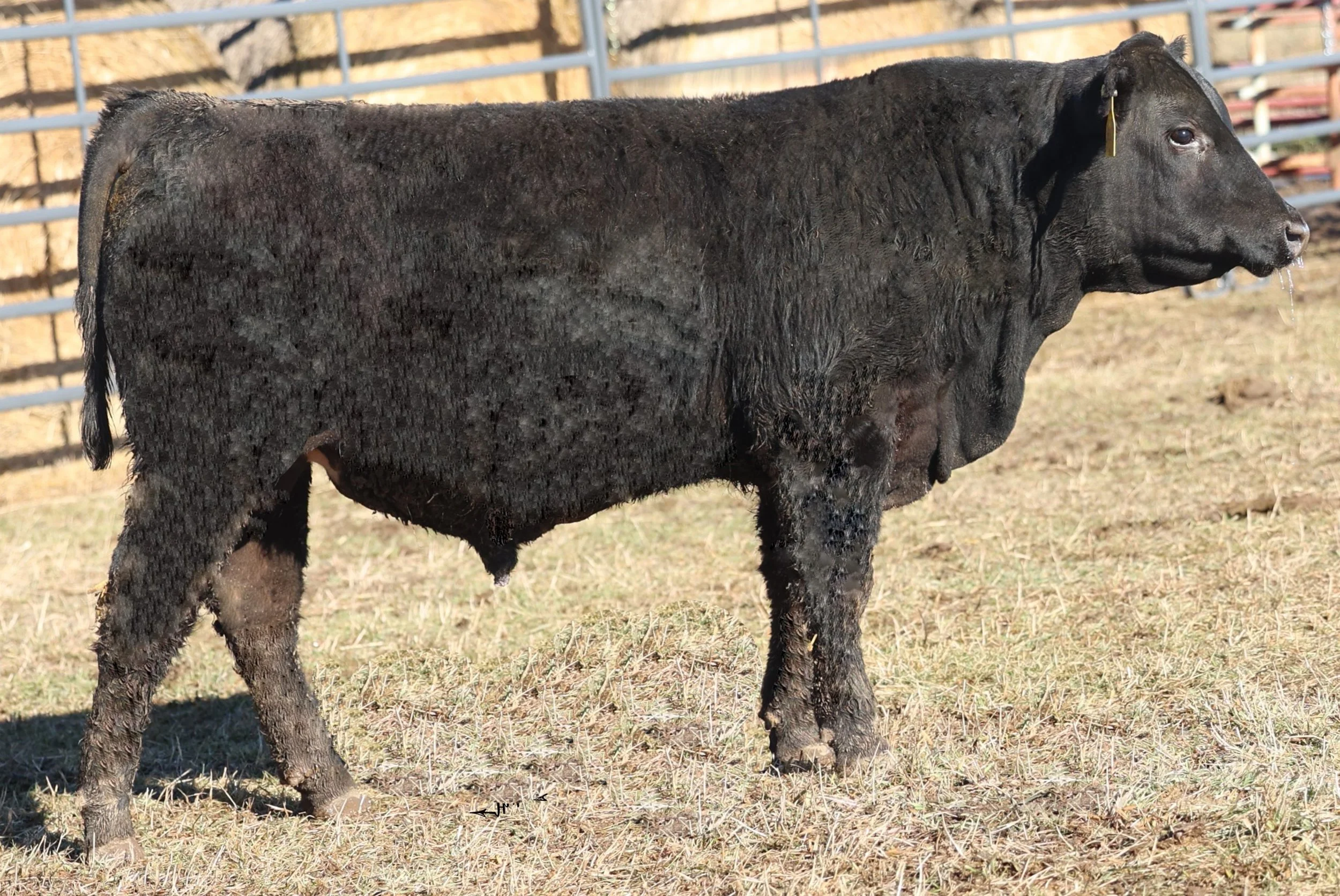 Production Sale — Woodbury Farms