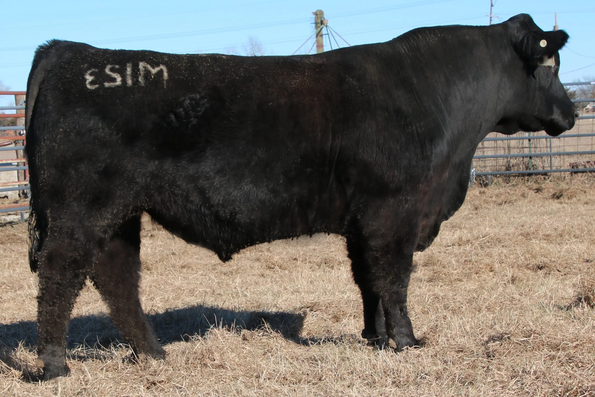 Lot 43- WFQ Home Town J85 M123