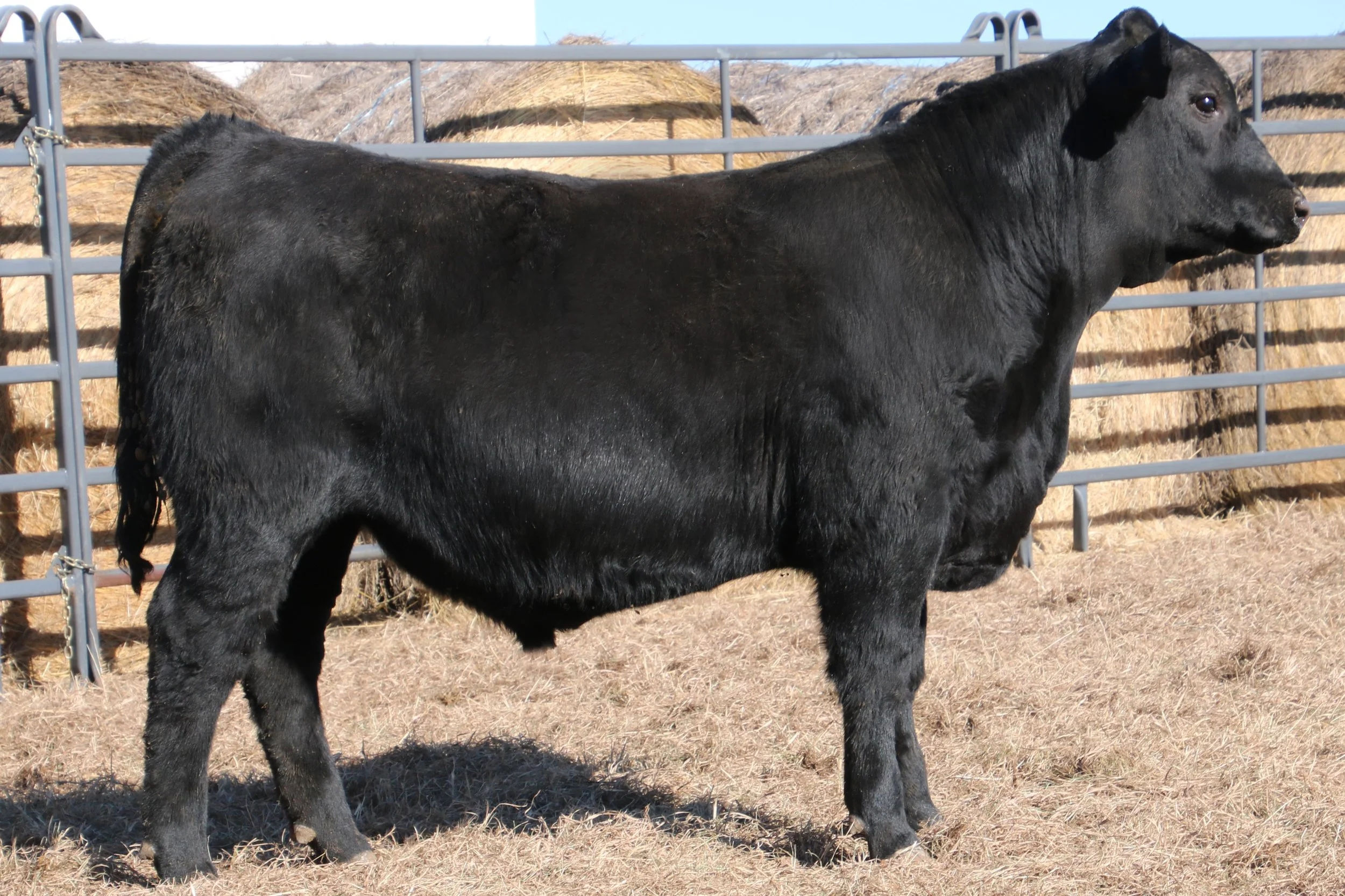 Lot 2 - WFQ Full Force H27 N57