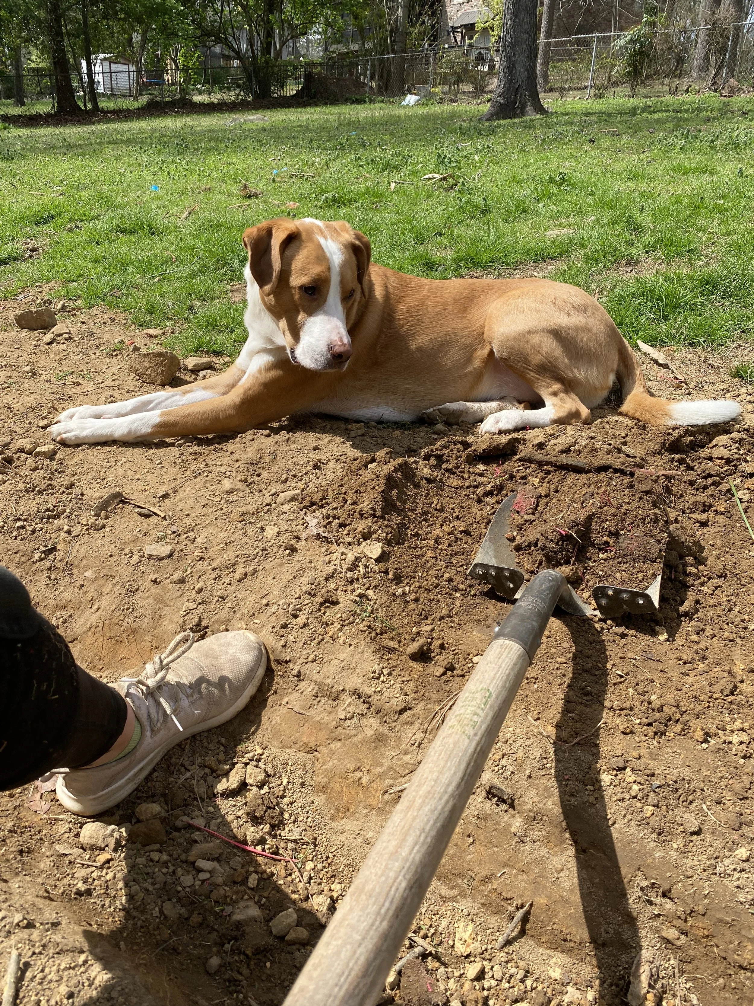 he's judging me and my lack of shovel strength