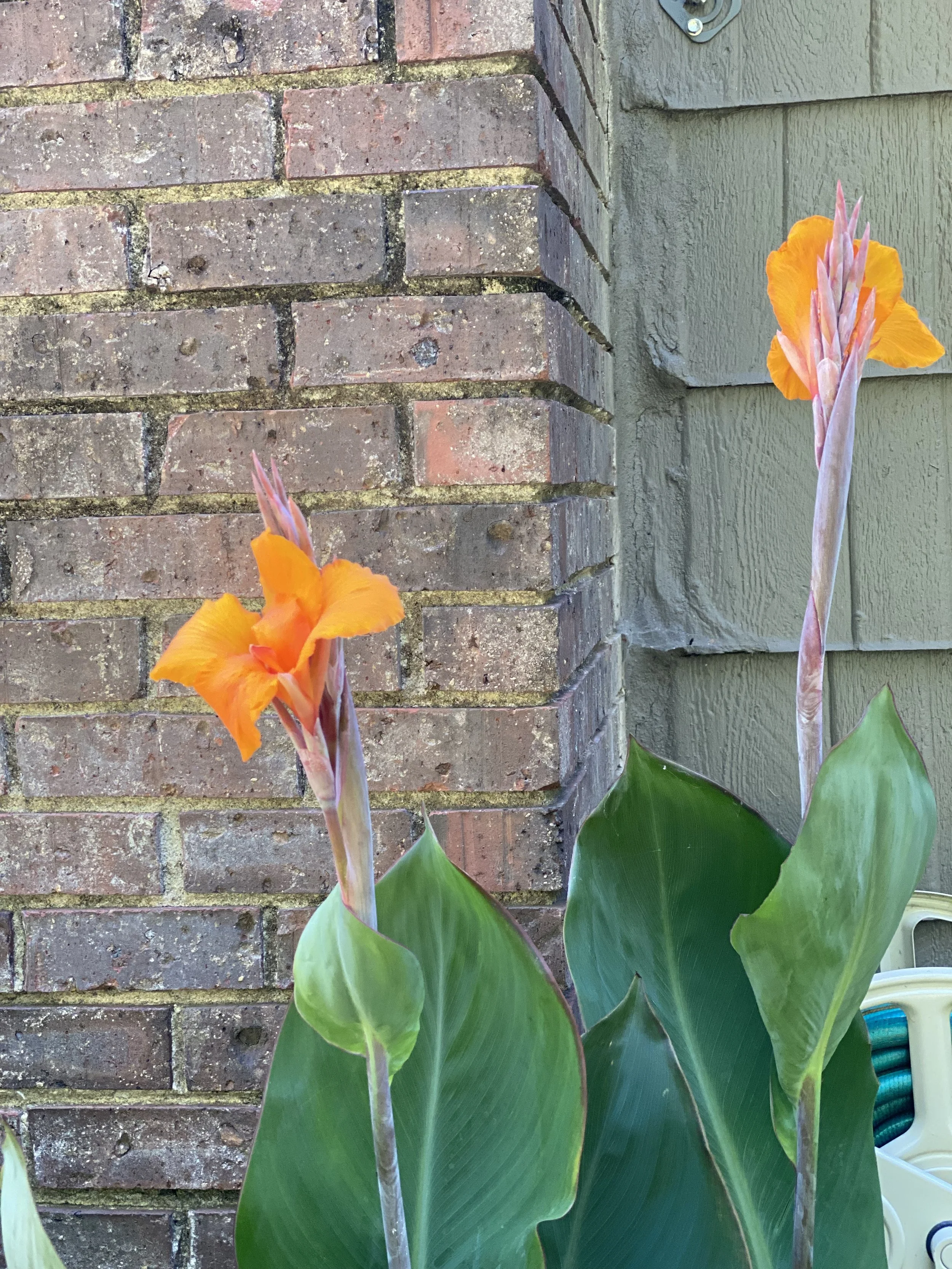 why do canna lily blooms look like chicken feet?