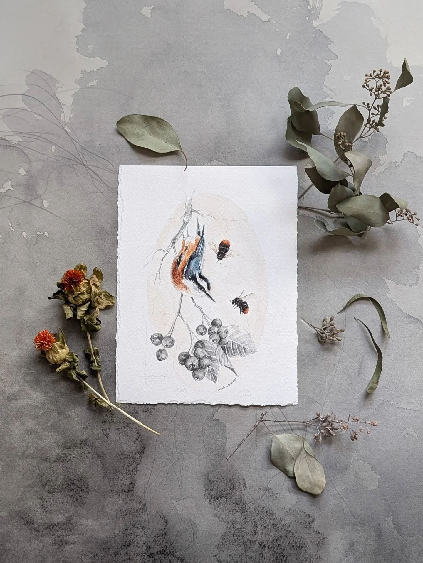 The Berry Seeker
.
Celebrating the delicate balance of life and death
.
This nuthatch flew all the way to Italy and back, and is now hanging up for you to see @thepinkdoorshow today and tomorrow noon-6pm